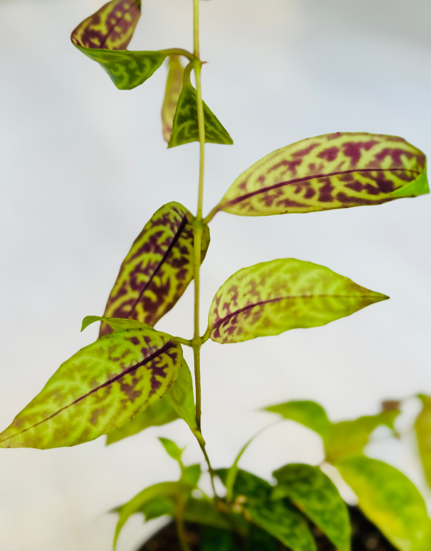 Black Pagoda Lipstick Plant