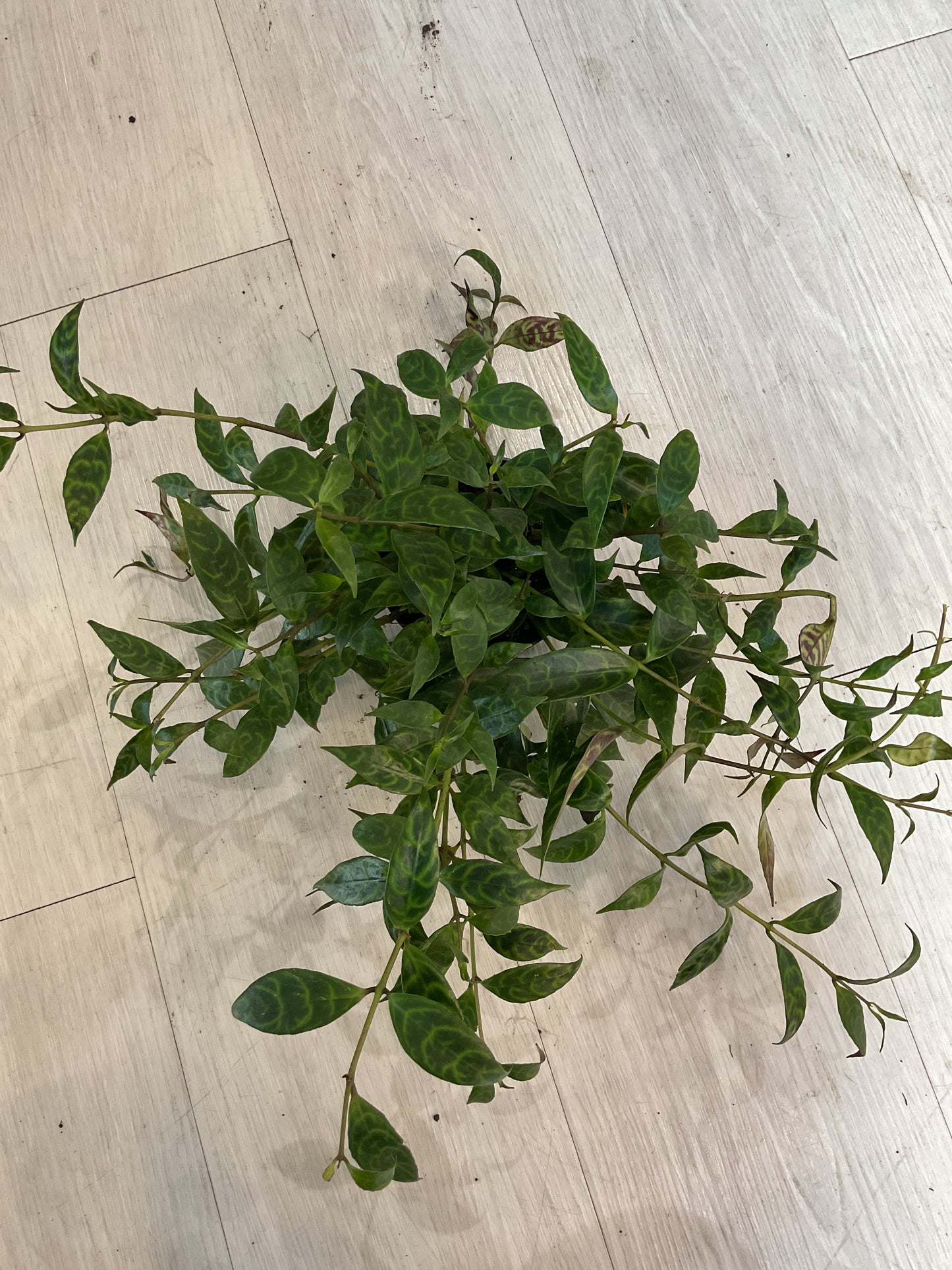 Black Pagoda Lipstick Plant