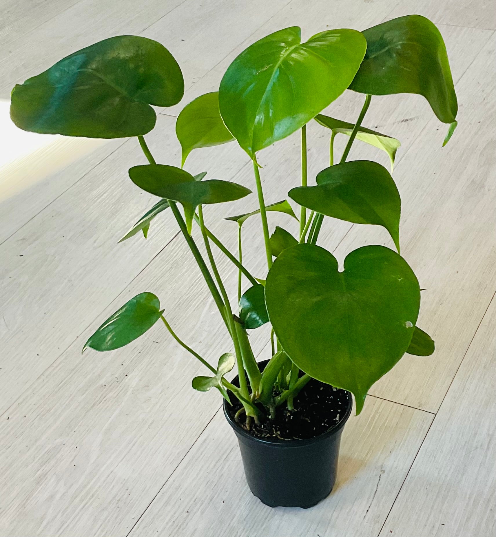 monstera deliciosa los angeles Monstera Deliciosa – SoCal Soul Plants & Gifts