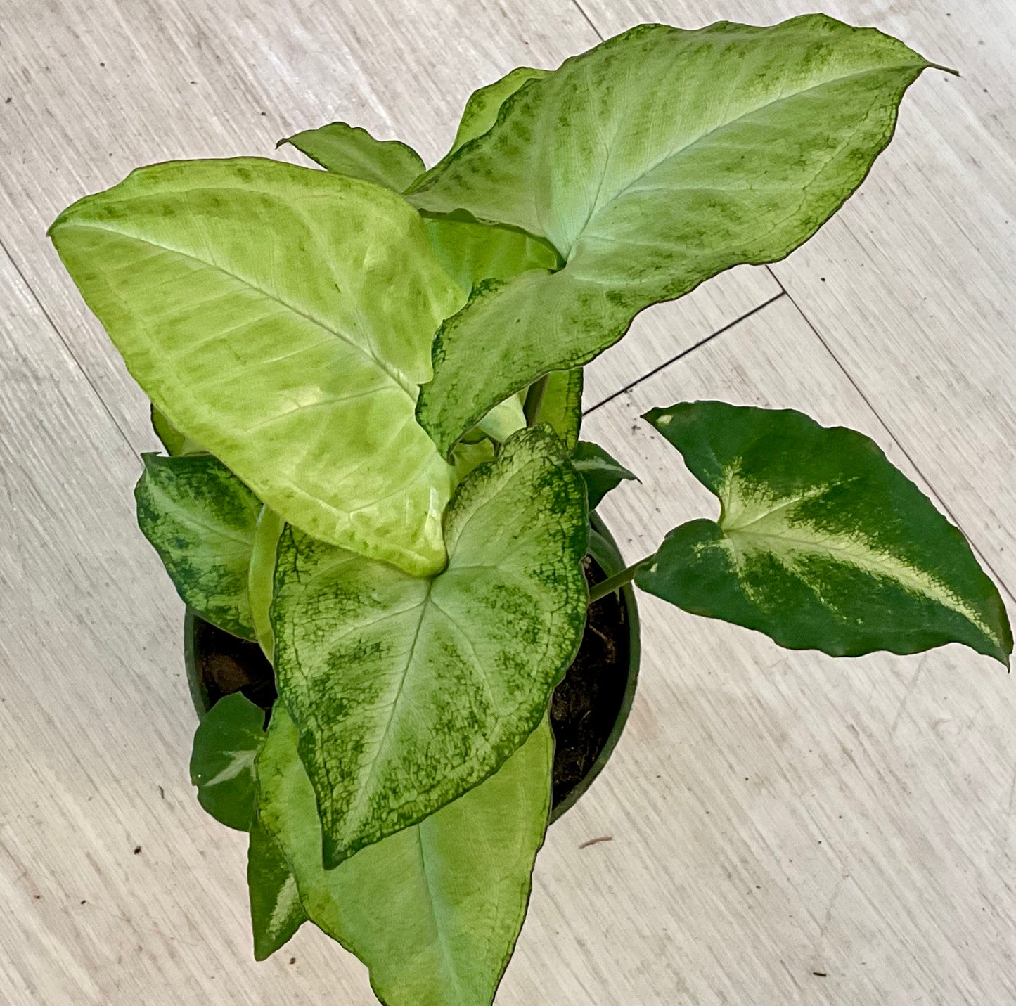 White Butterfly Syngonium