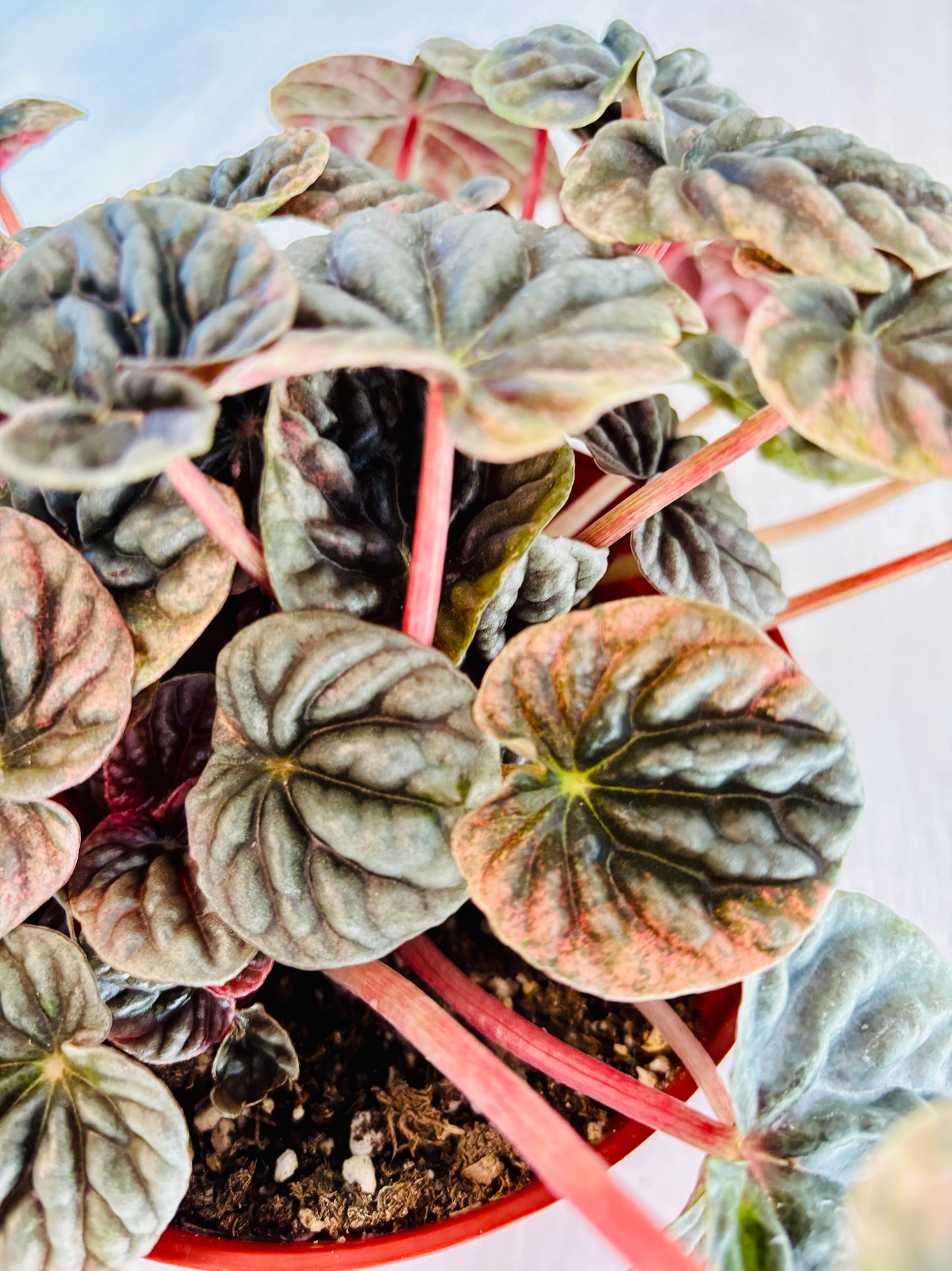Abricos Peperomia