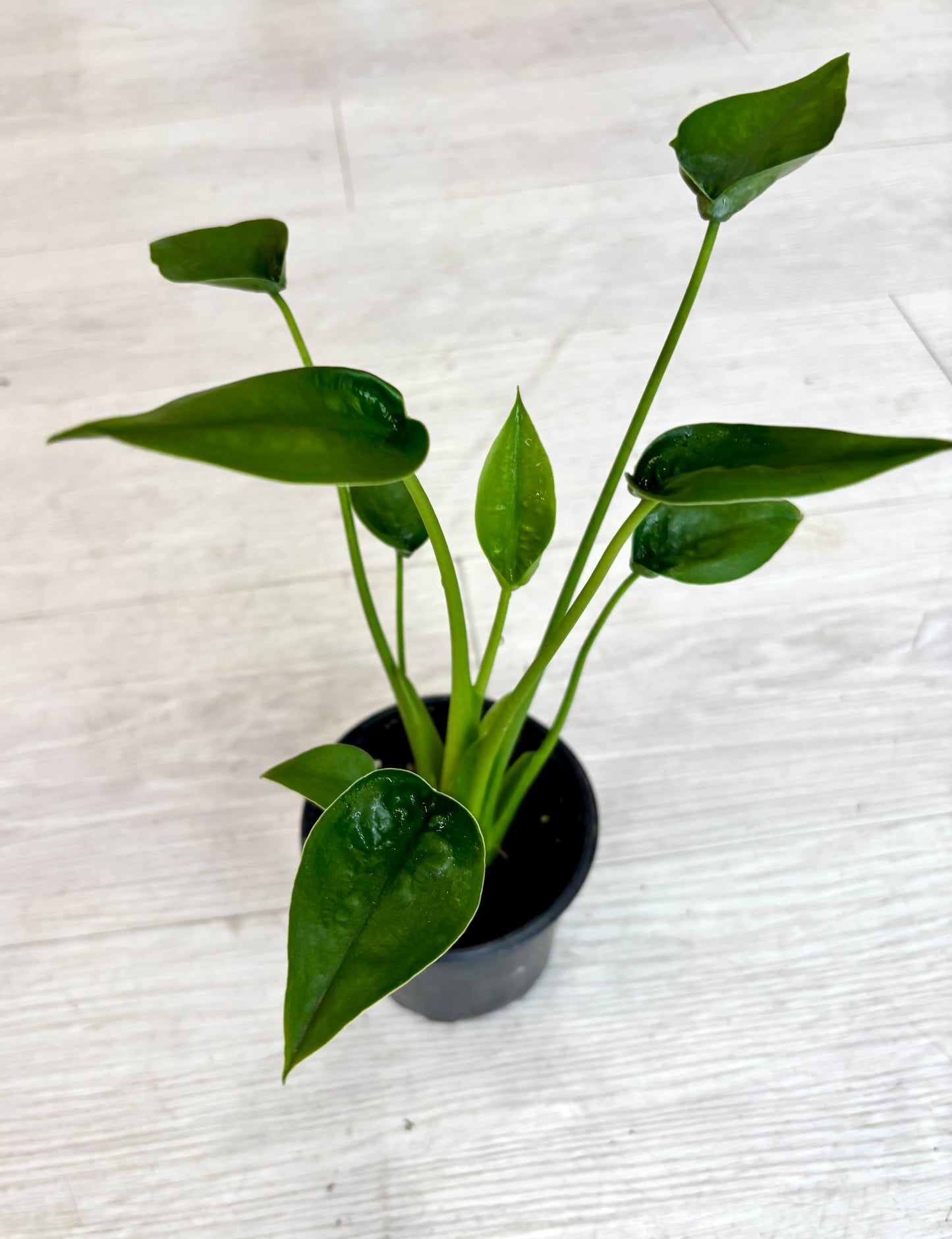 Tiny Dancer Alocasia