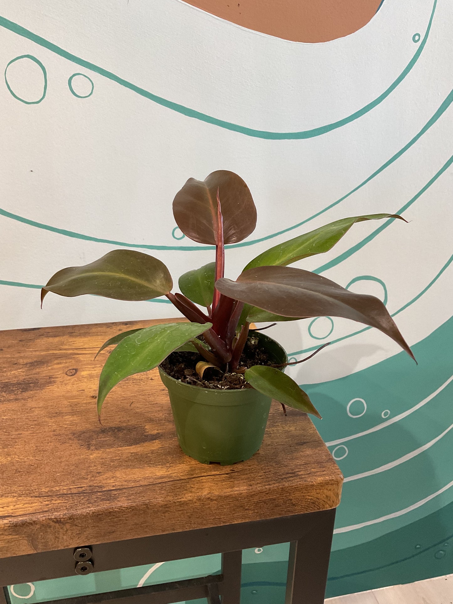 Prince of Orange Philodendron