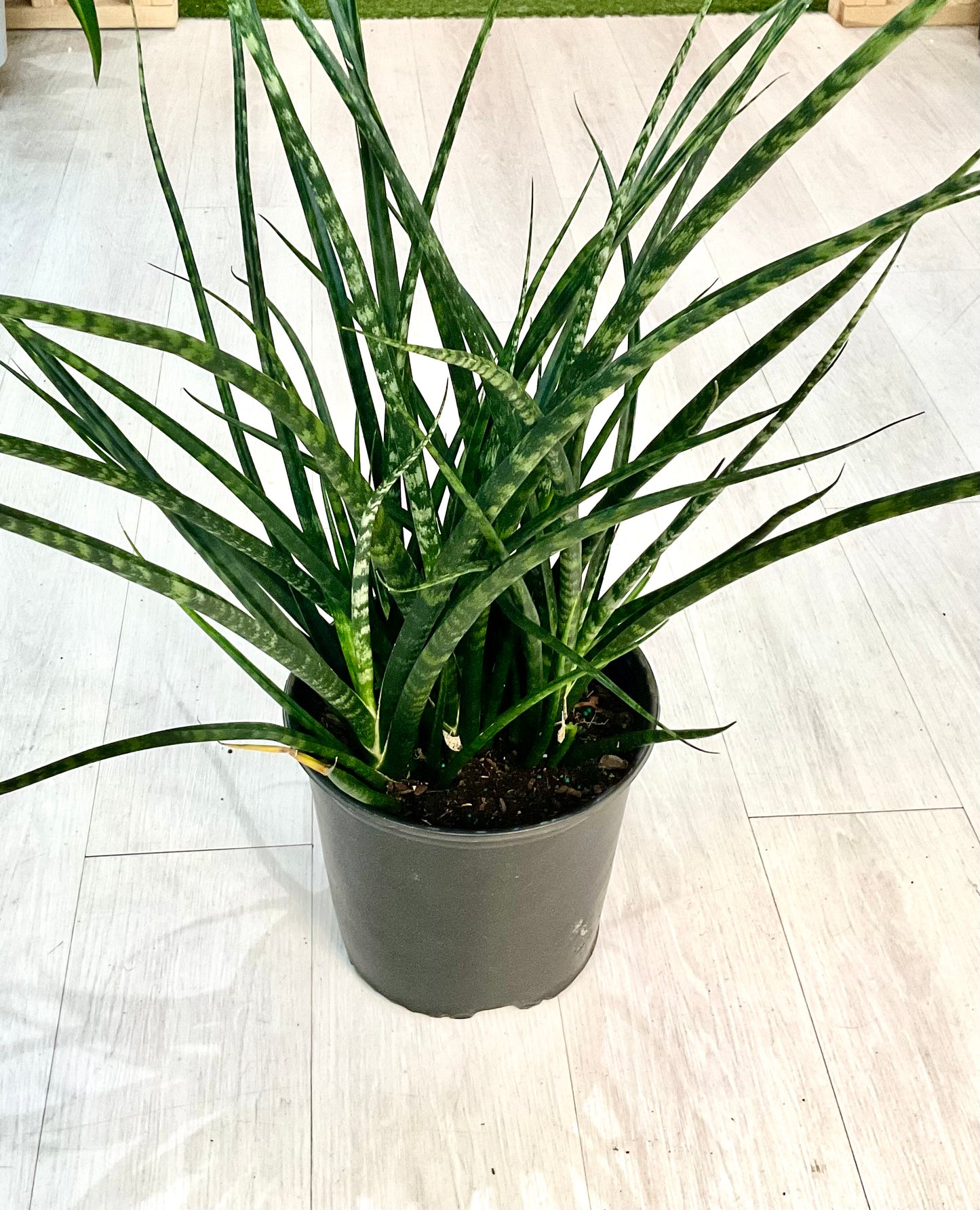 Fernwood Snake Plant