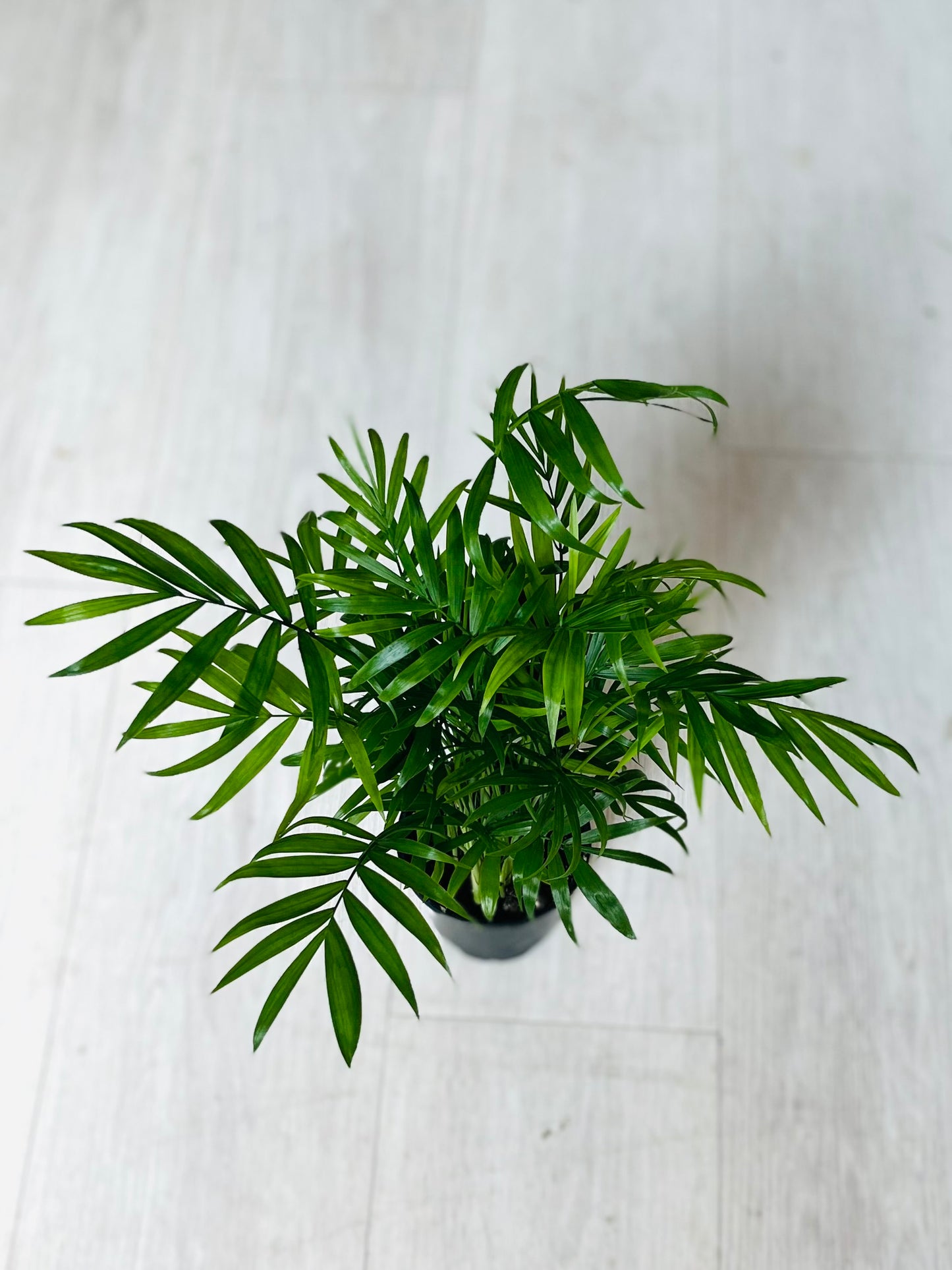 Neanthe Bella Palm 4”