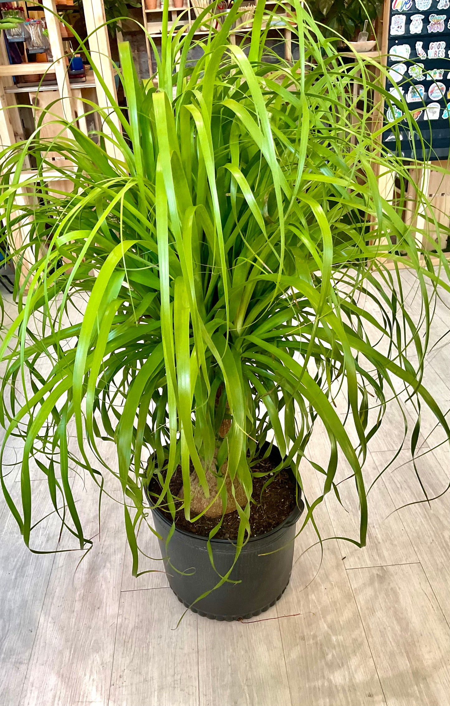 Ponytail Palm
