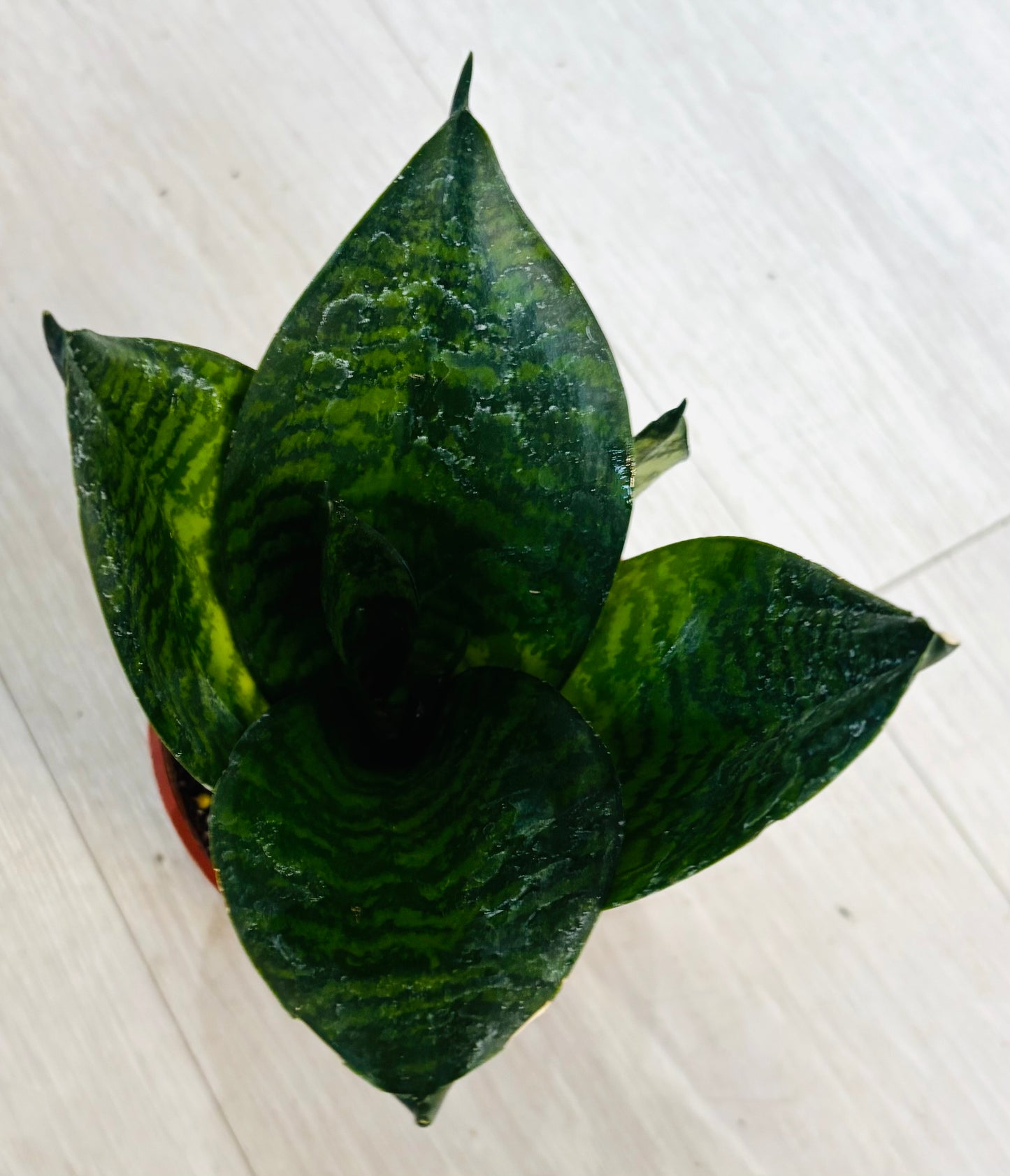 Green Hahnii Snake Plant