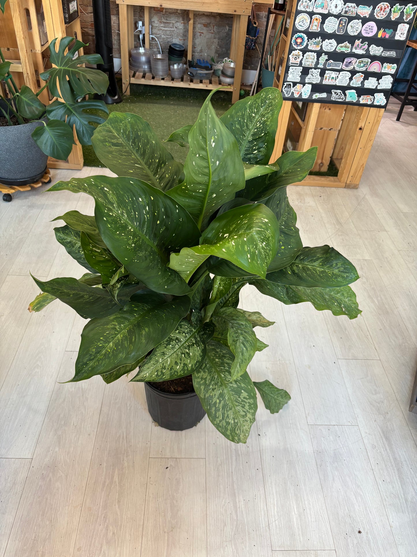 Memoria Corsii Dieffenbachia