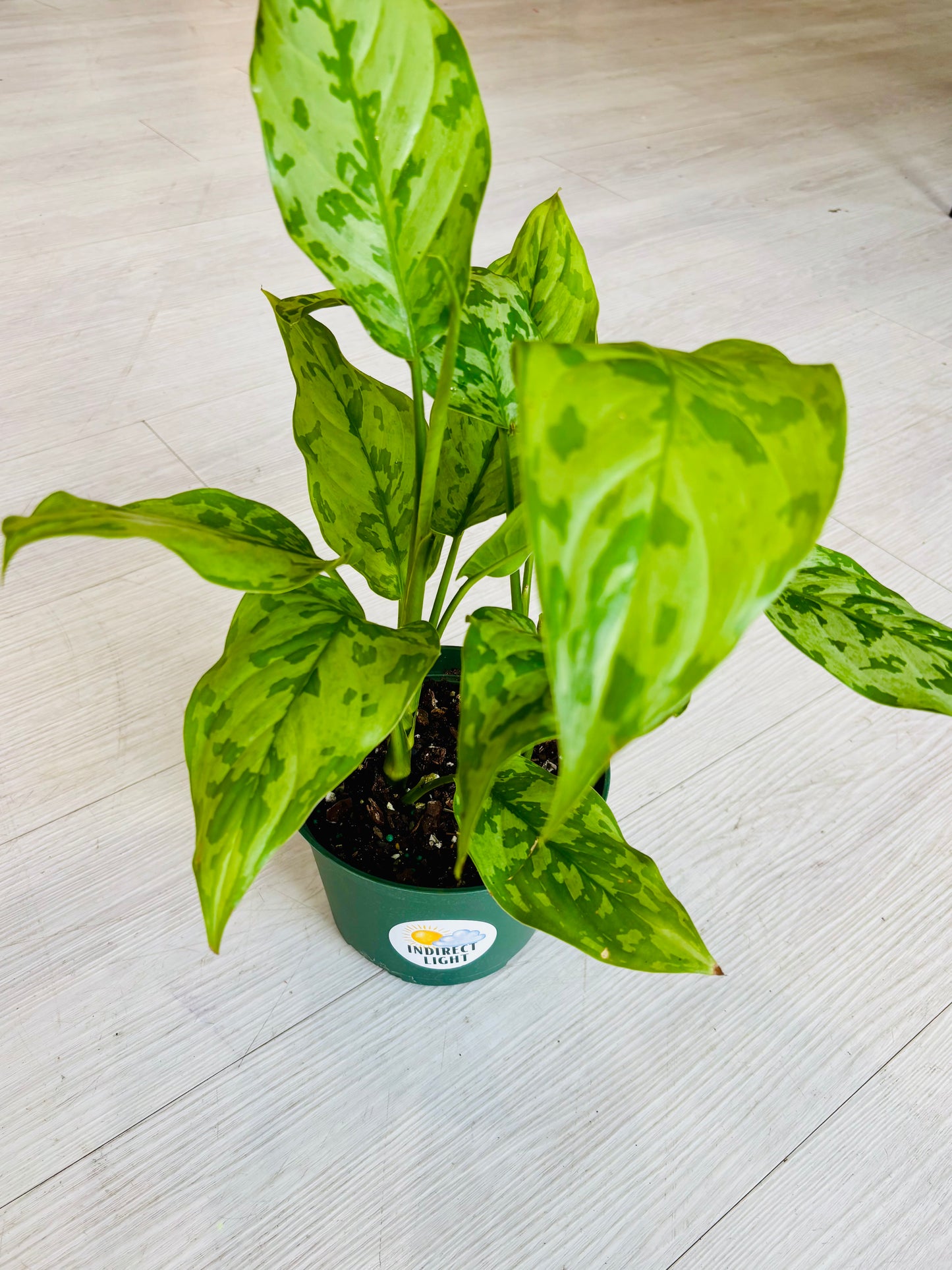 Army Aglaonema