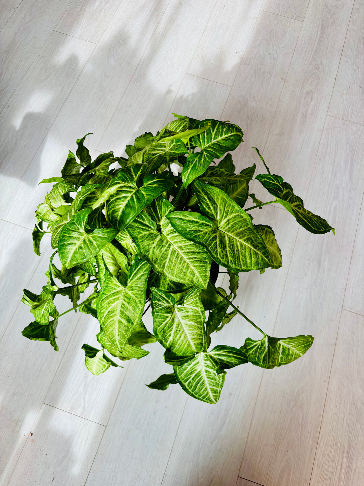 White Butterfly Syngonium