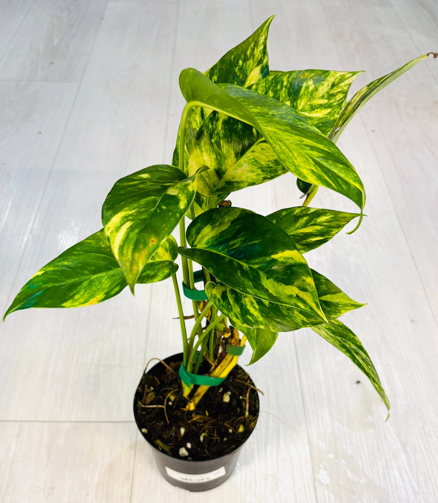 Yellow Flame Epipremnum Pinnatum