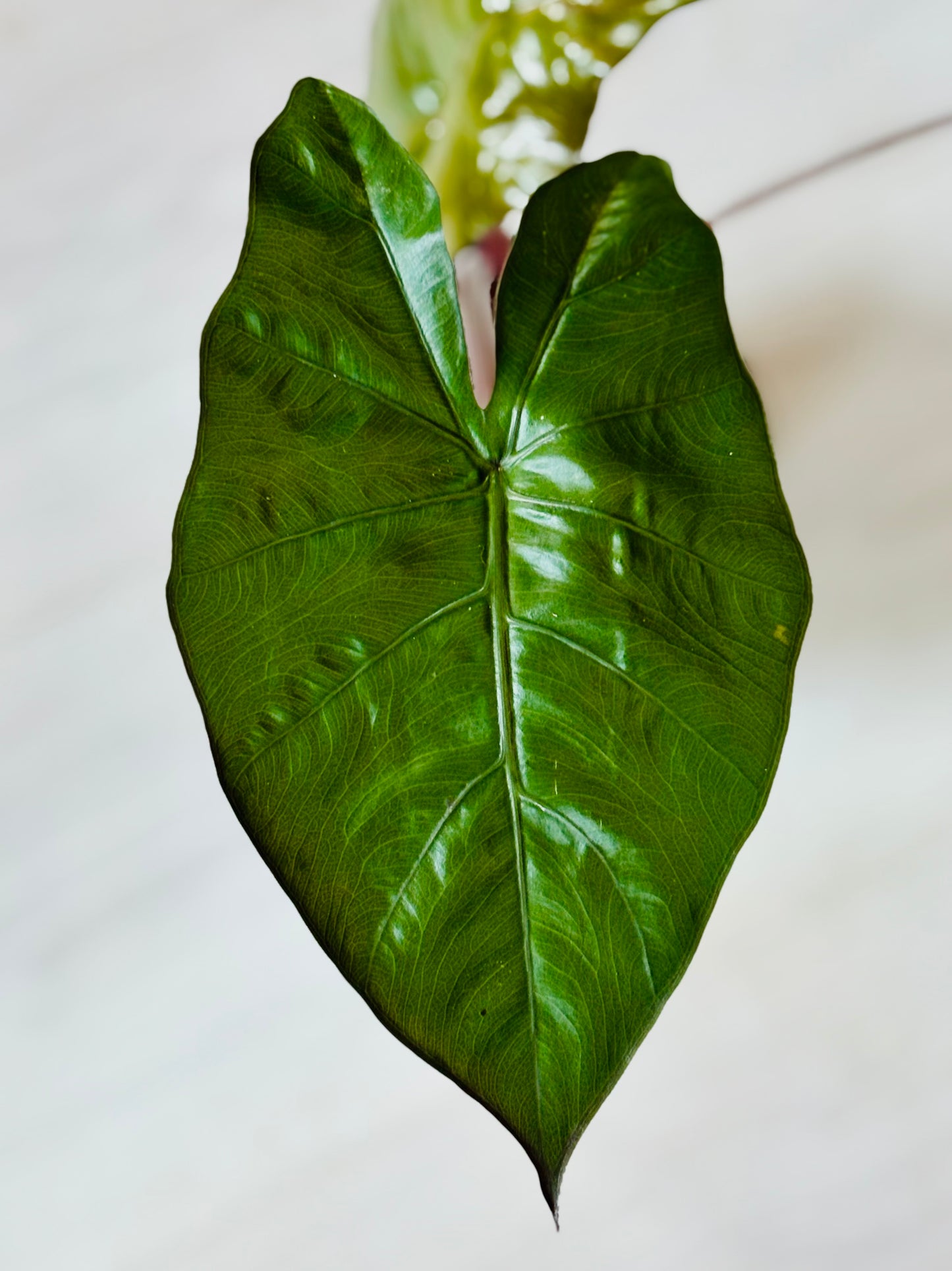 Metallica Alocasia