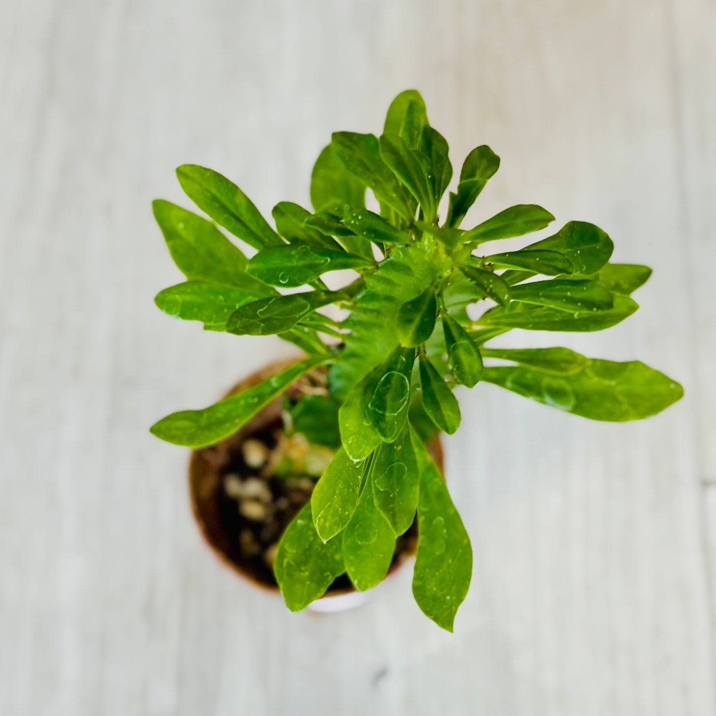 Cactus - Assorted 2"