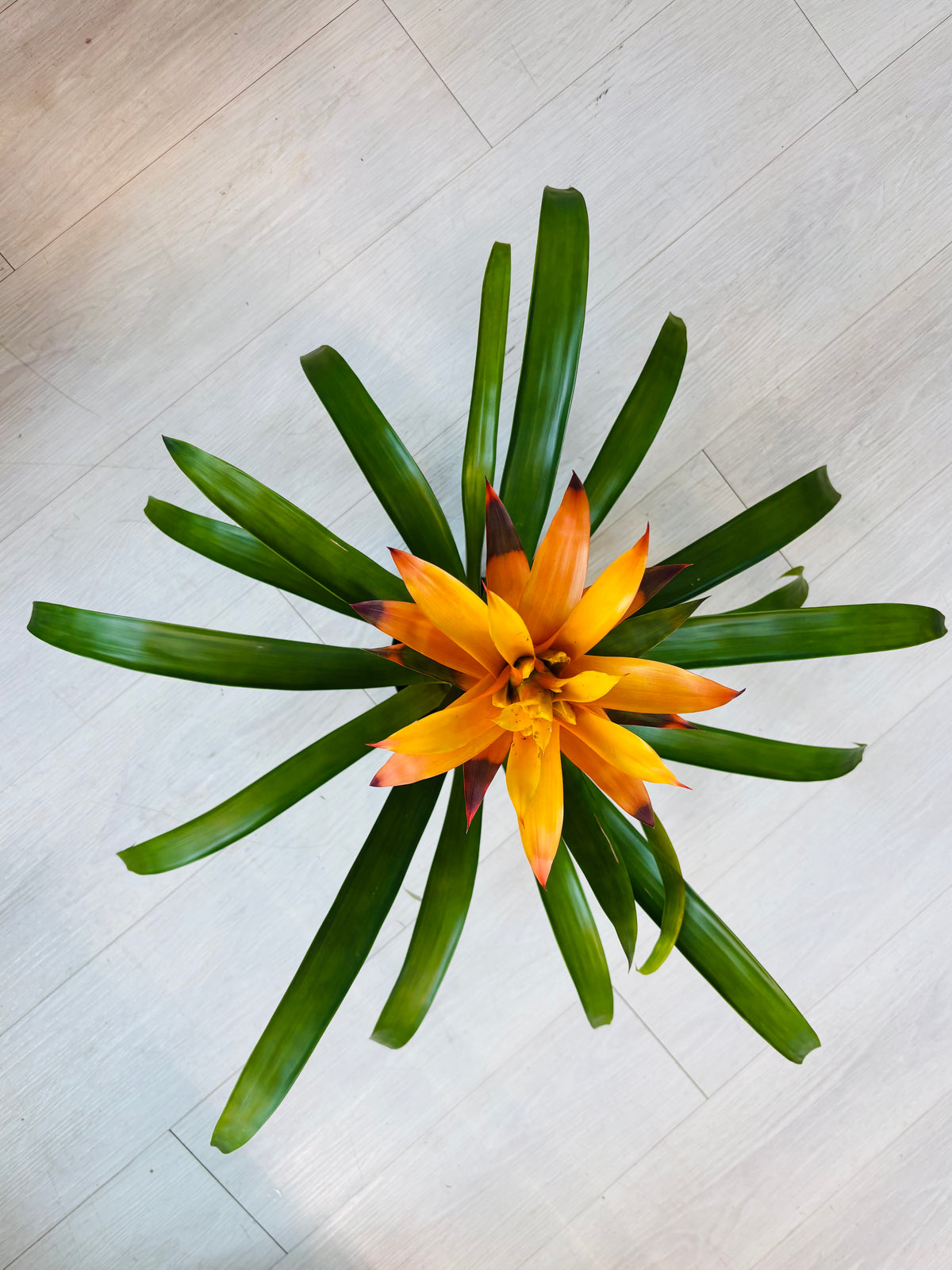 Guzmania Bromeliad
