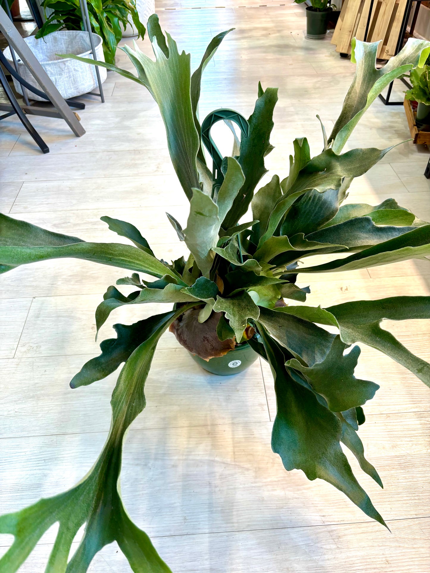 Staghorn Fern