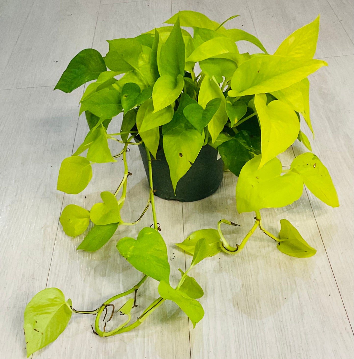 Neon Pothos
