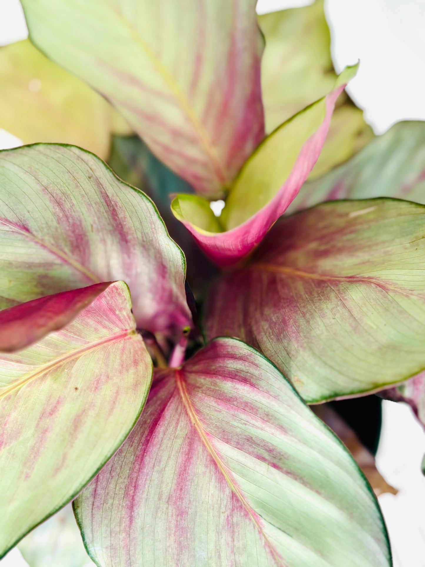 Silver Plate Calathea