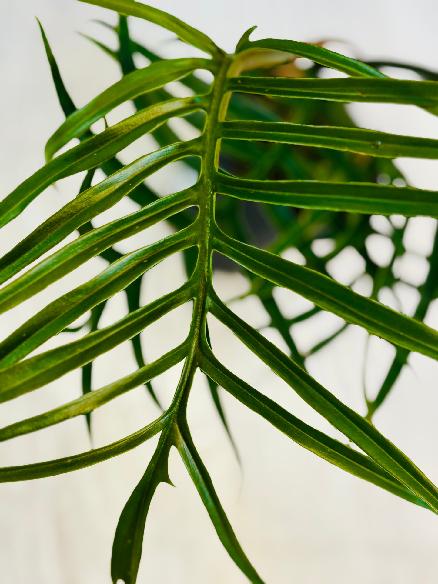 Tortum Philodendron