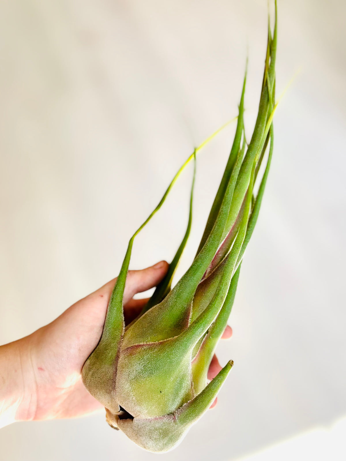 Airplants
