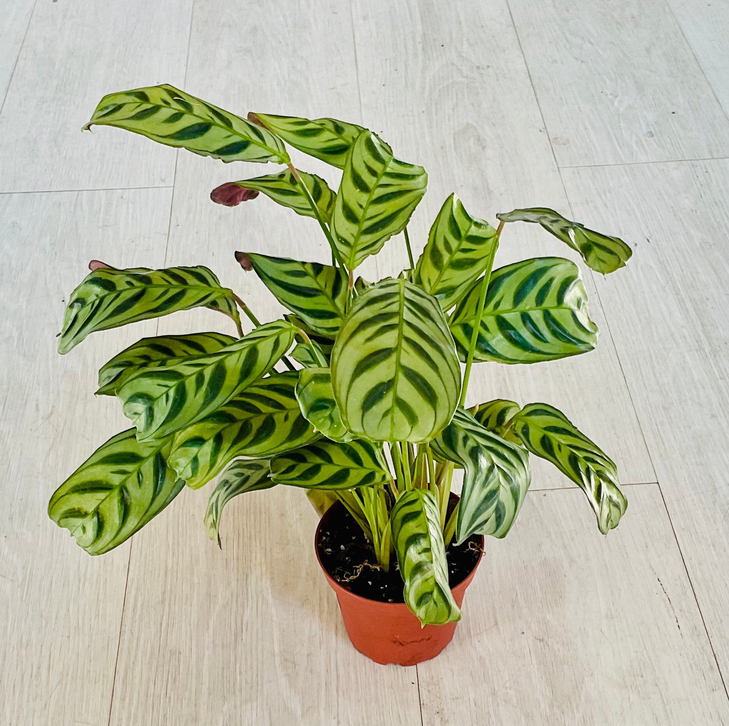 Burle Marxii Ctenanthe