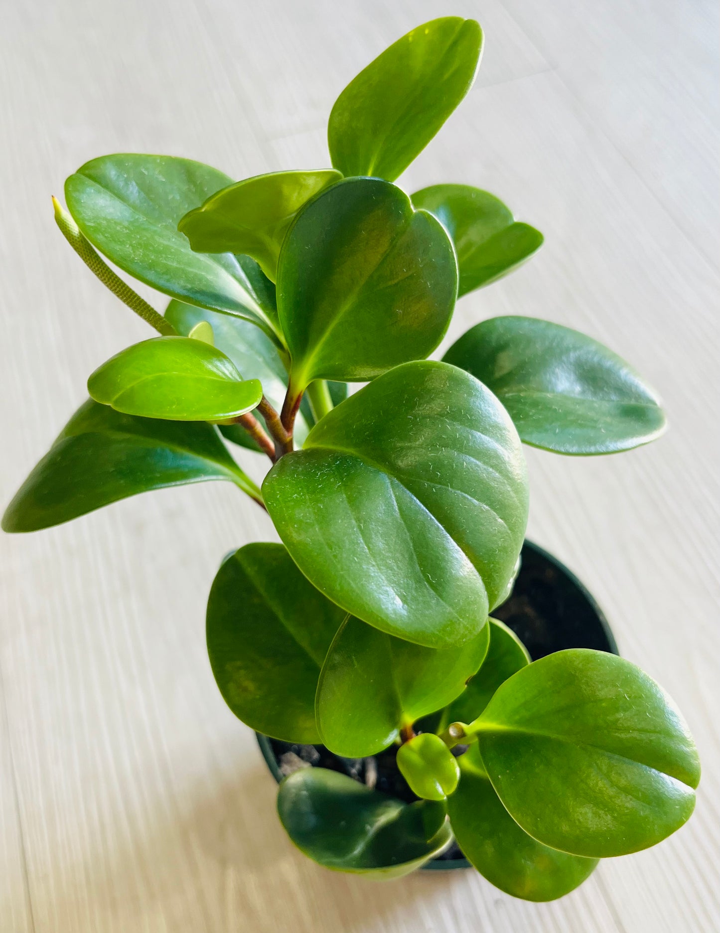 Peperomia