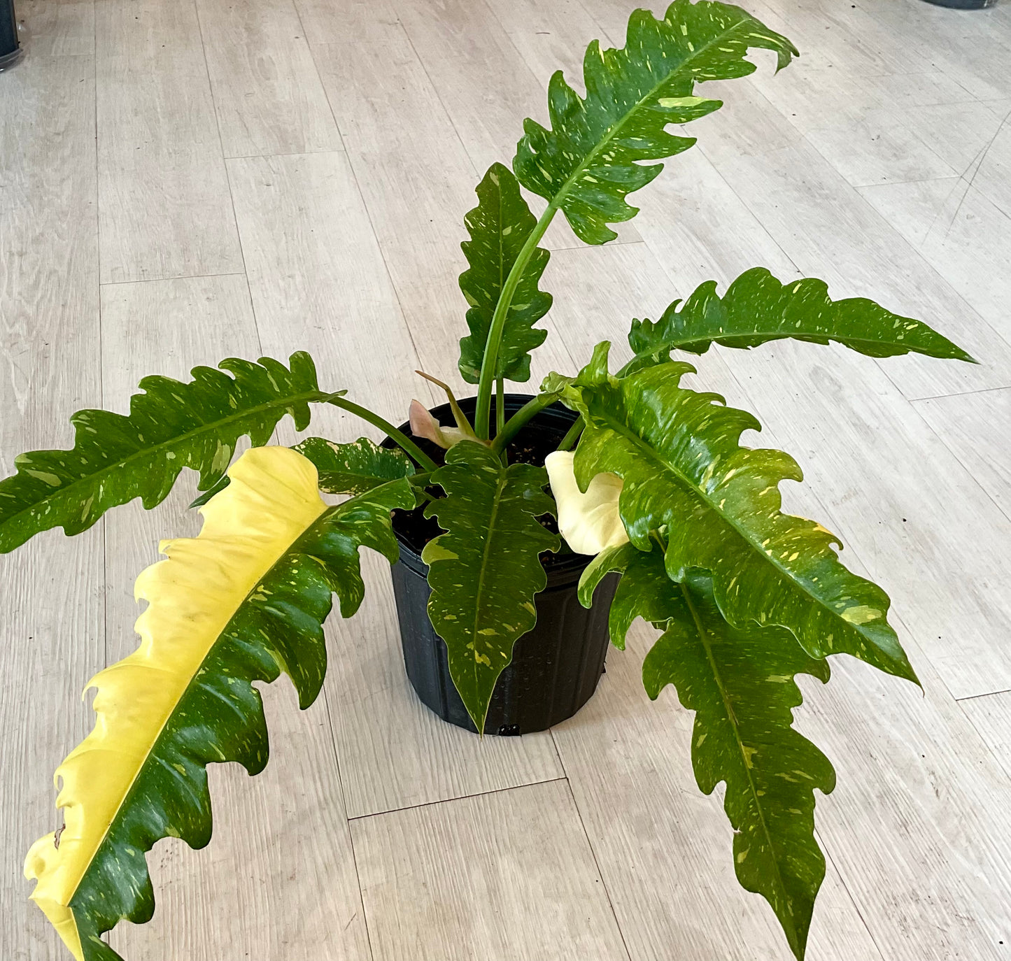 Ring of Fire Philodendron