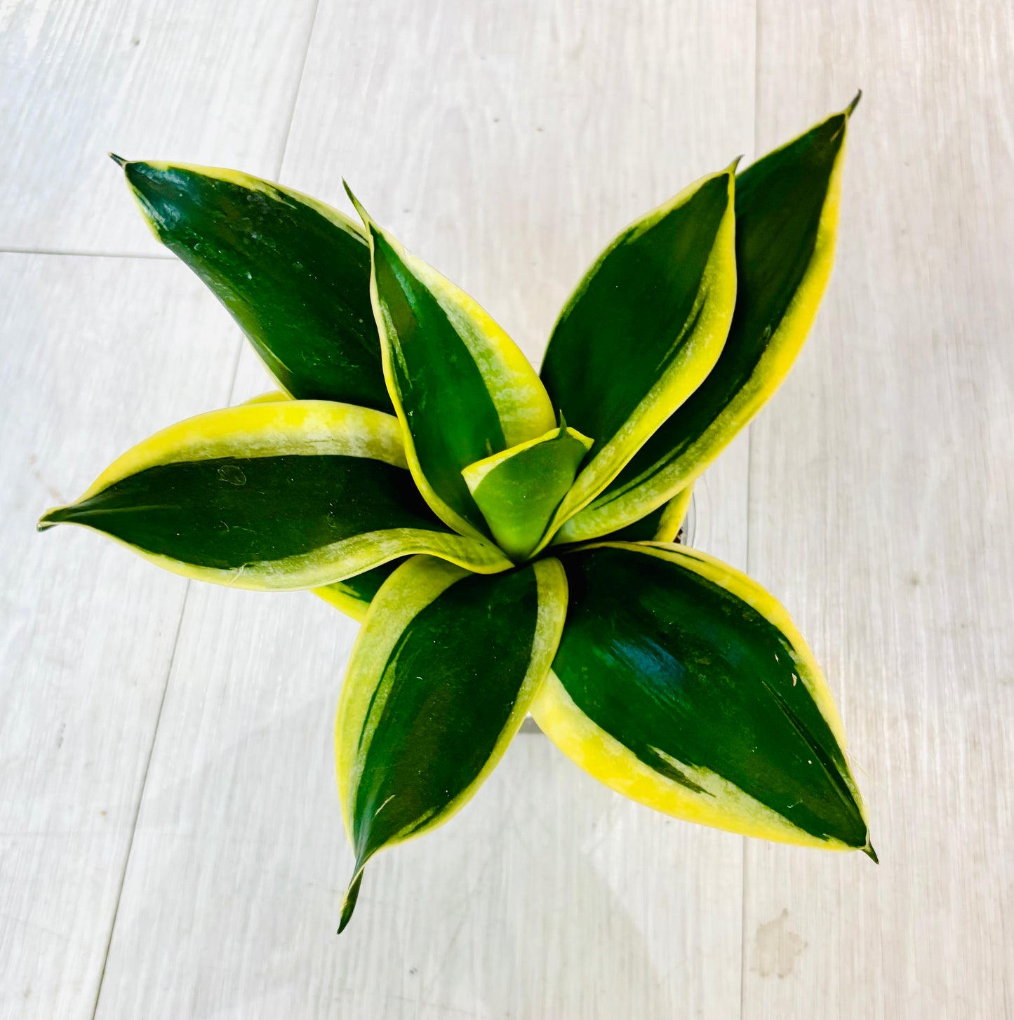 Lotus Hahnii Snake Plant
