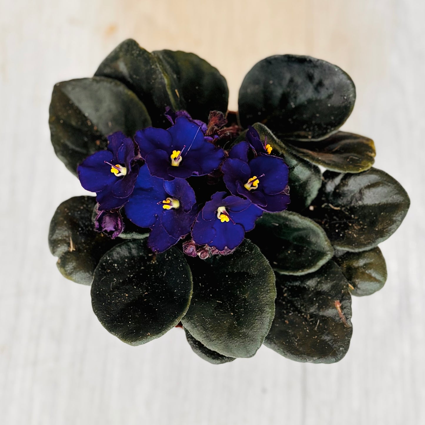 African Violet