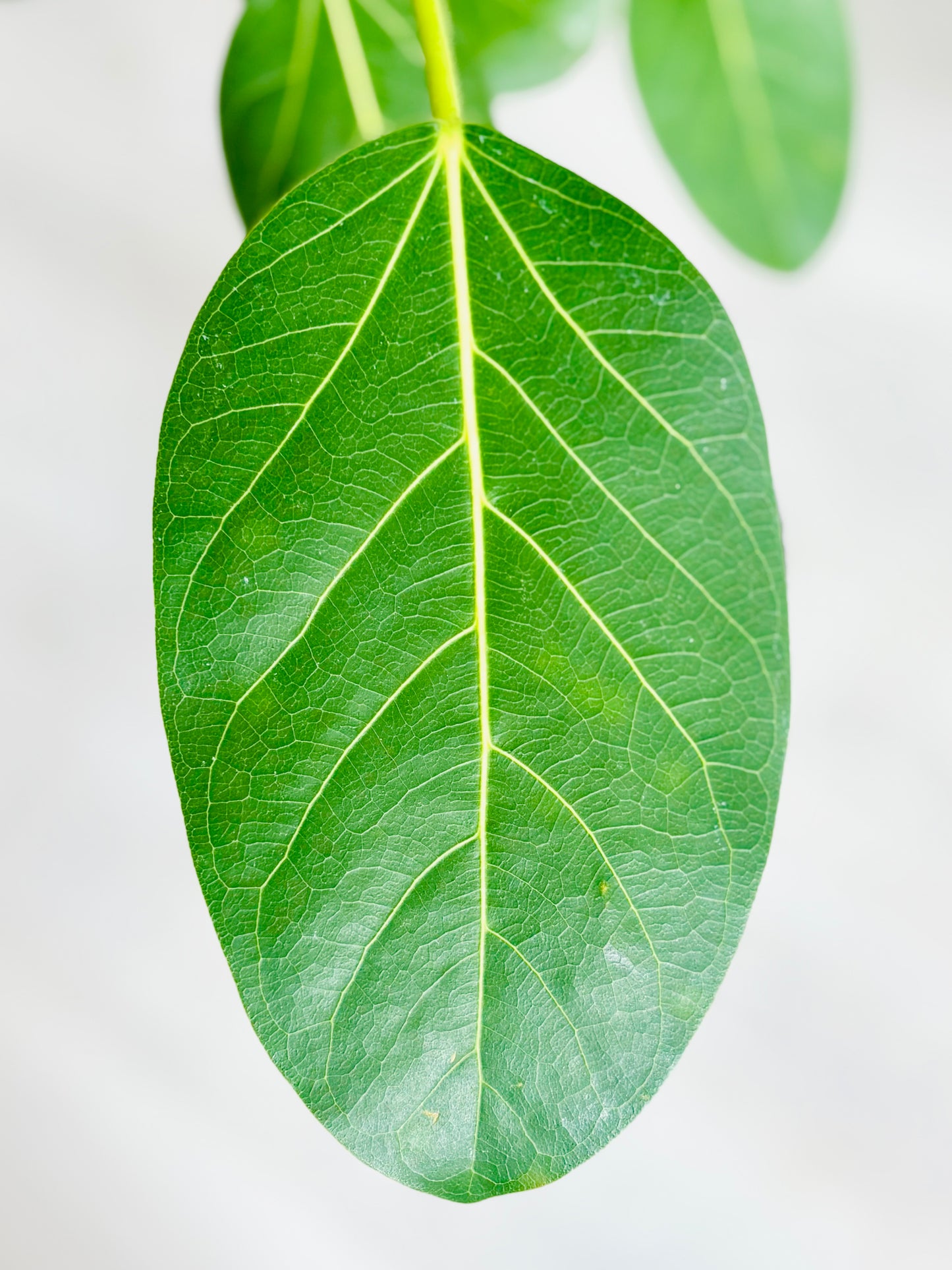 Audrey Bush Ficus