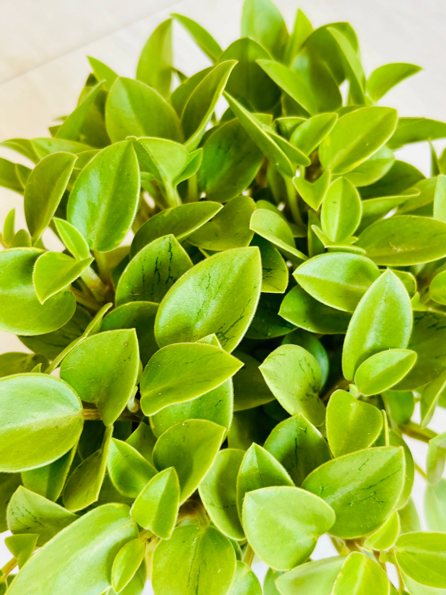 Pixie Lime Peperomia