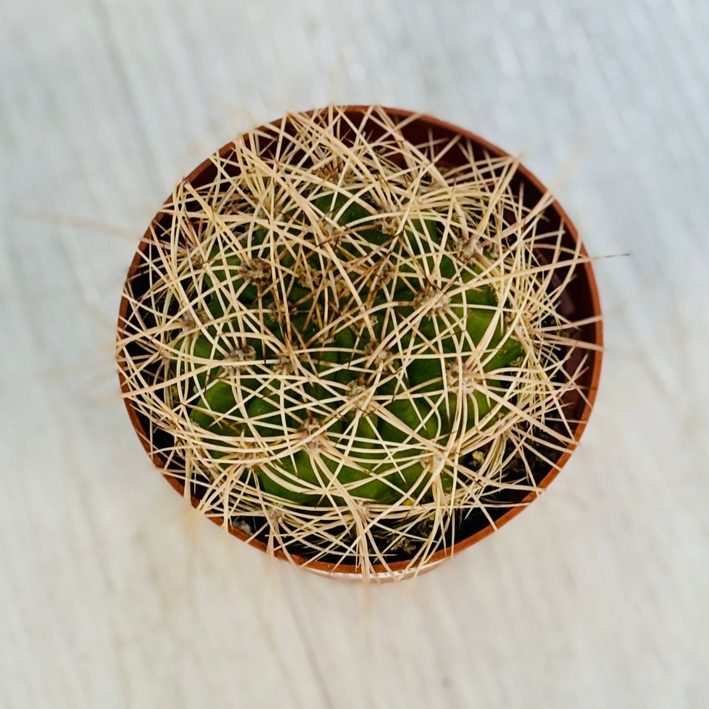 Cactus - Assorted 4"