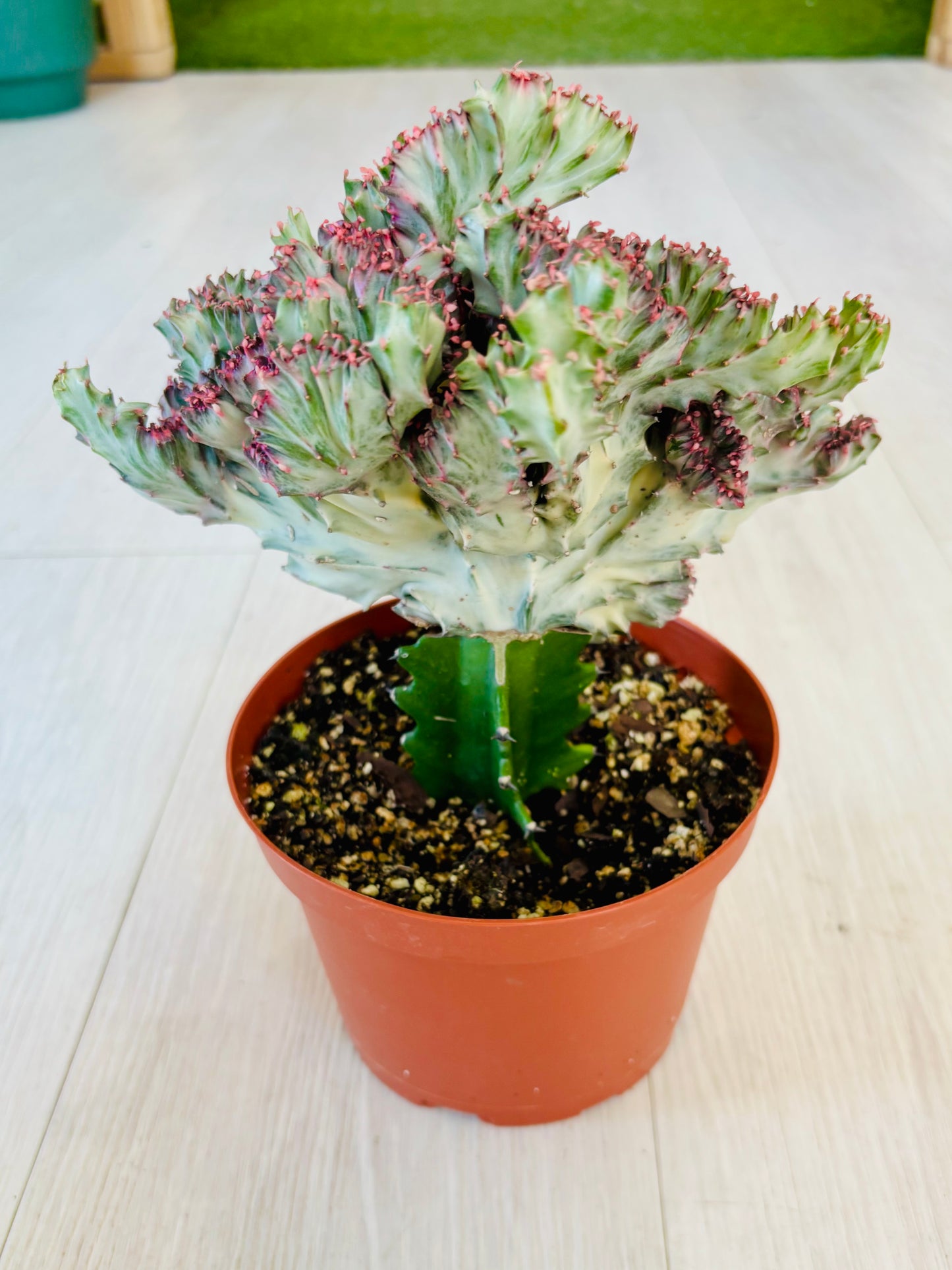 Coral Cactus