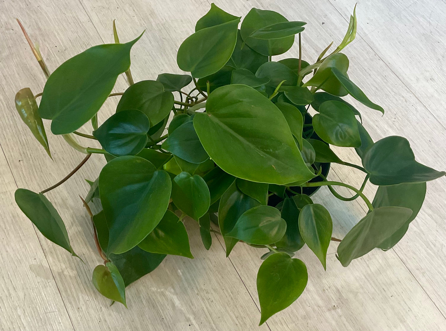Heartleaf Philodendron