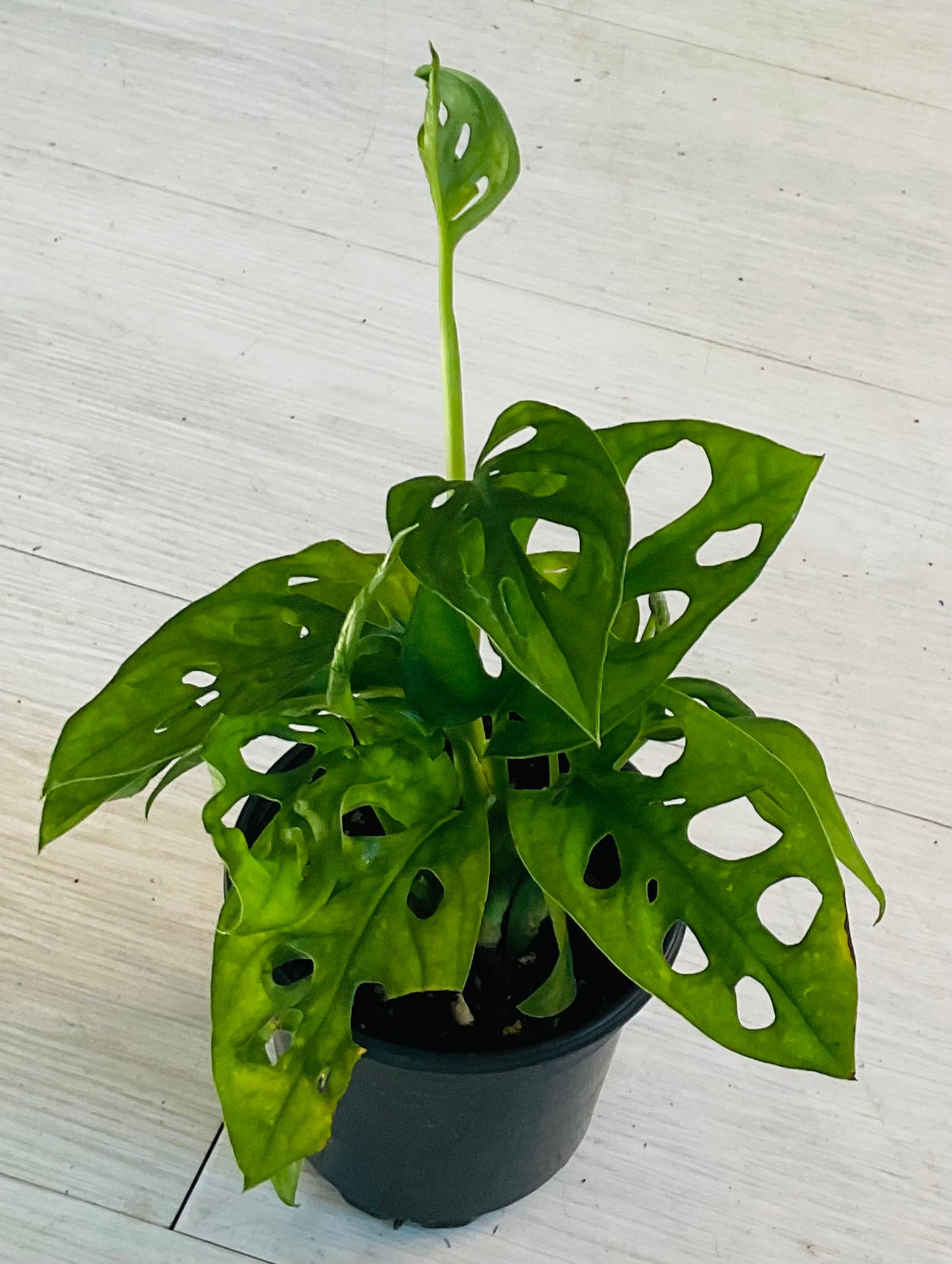 monstera adansonii planterina Monstera Adansonii – SoCal Soul Plants & Gifts