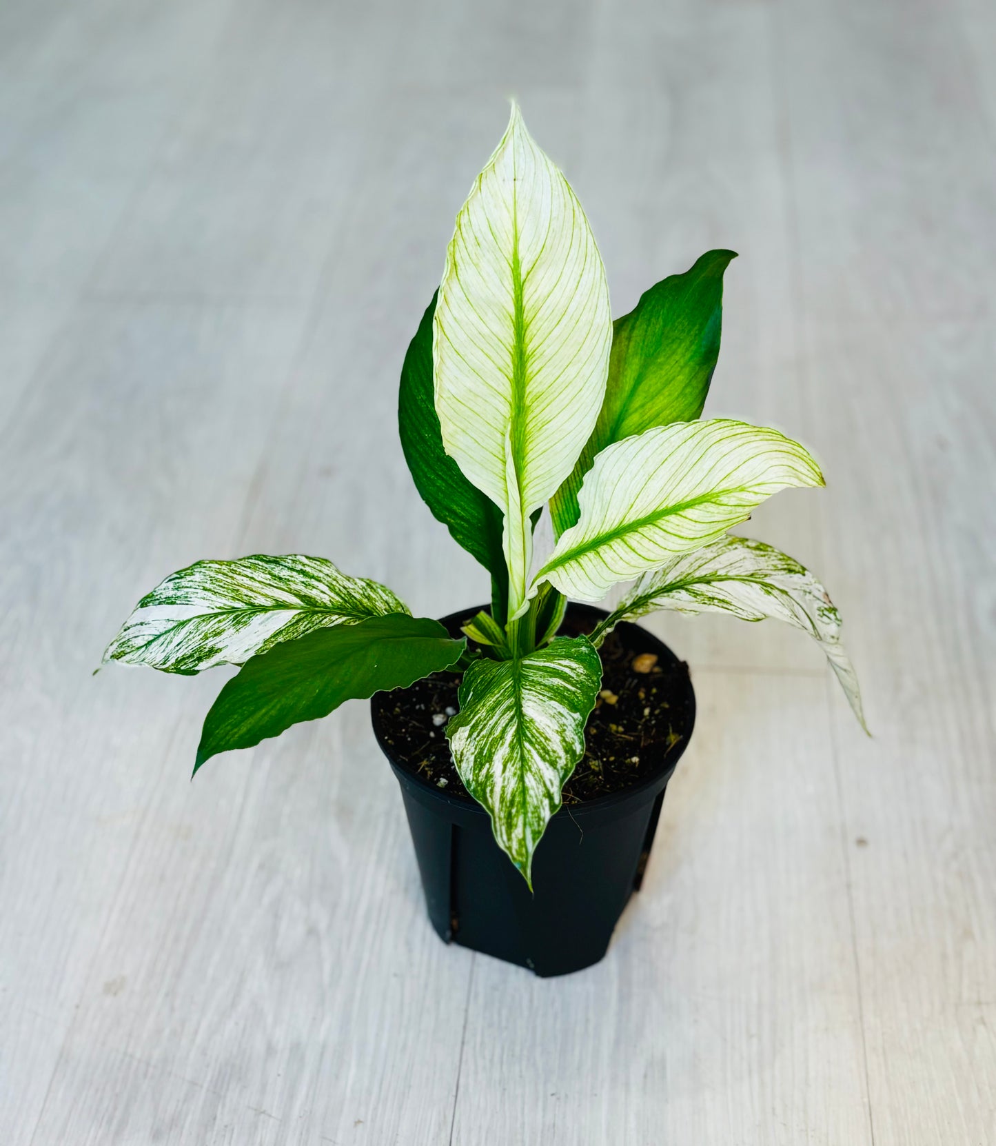 Variegated Sensation Peace Lily