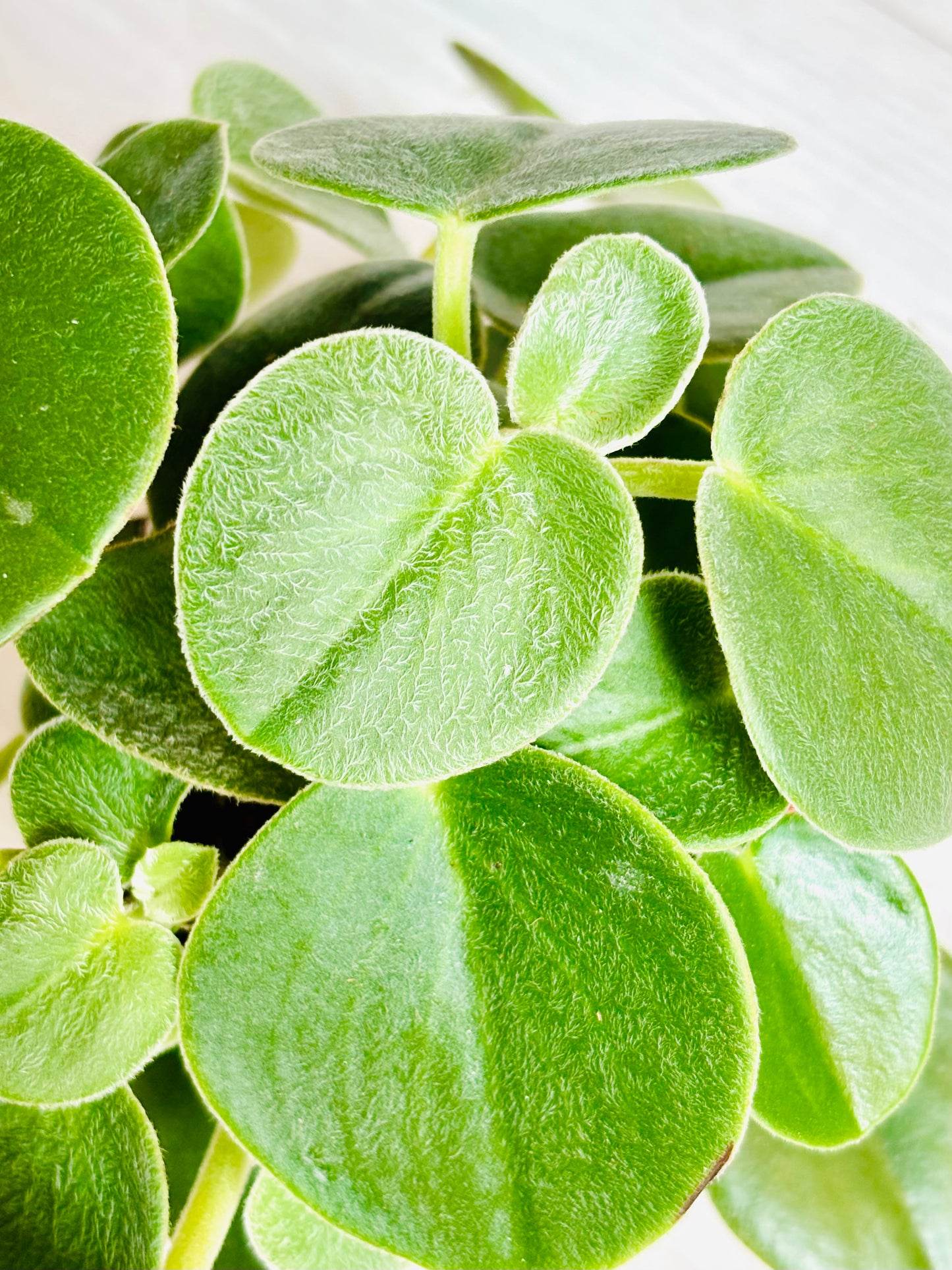 Felted Peperomia