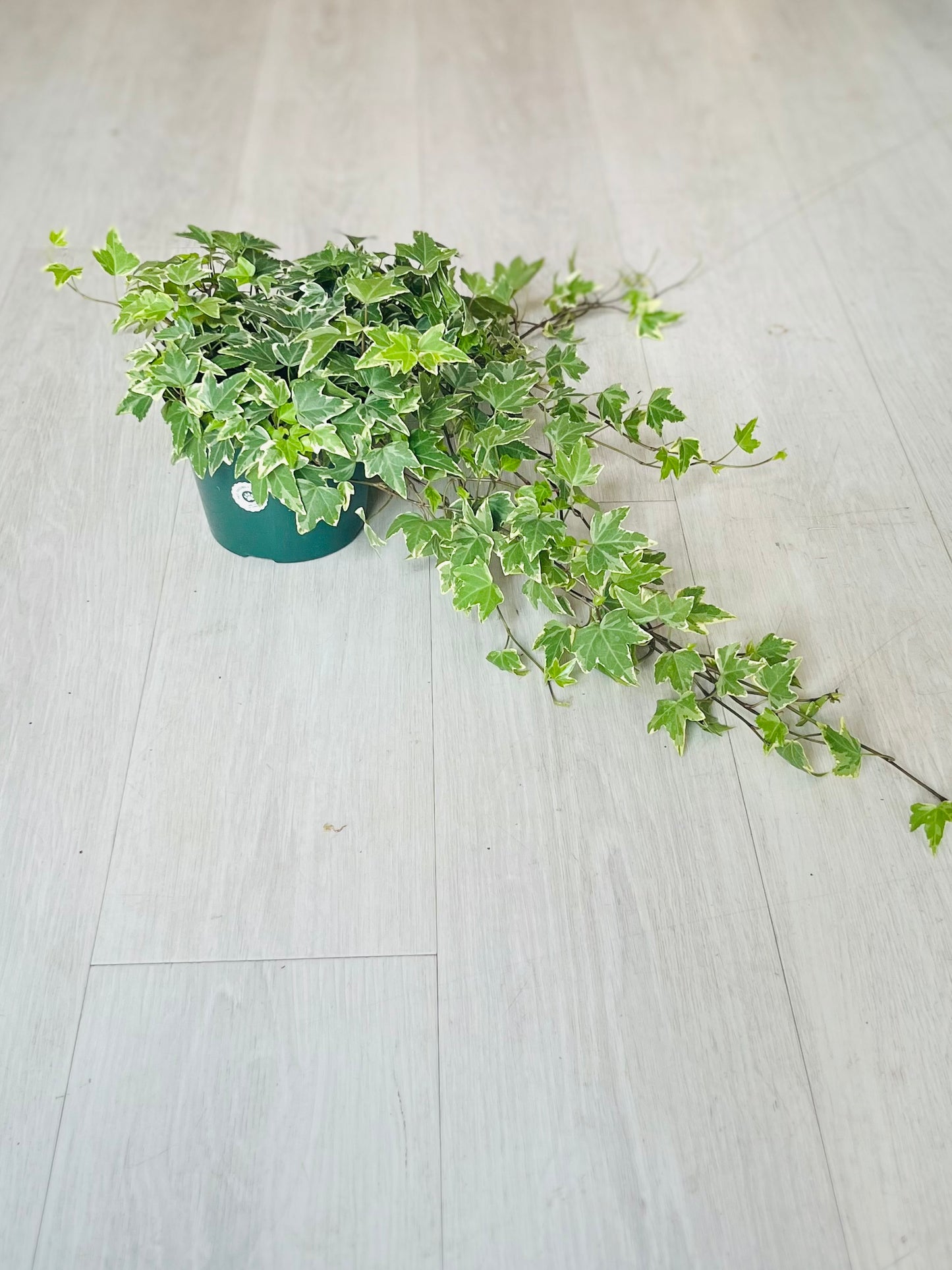 Variegated Ivy