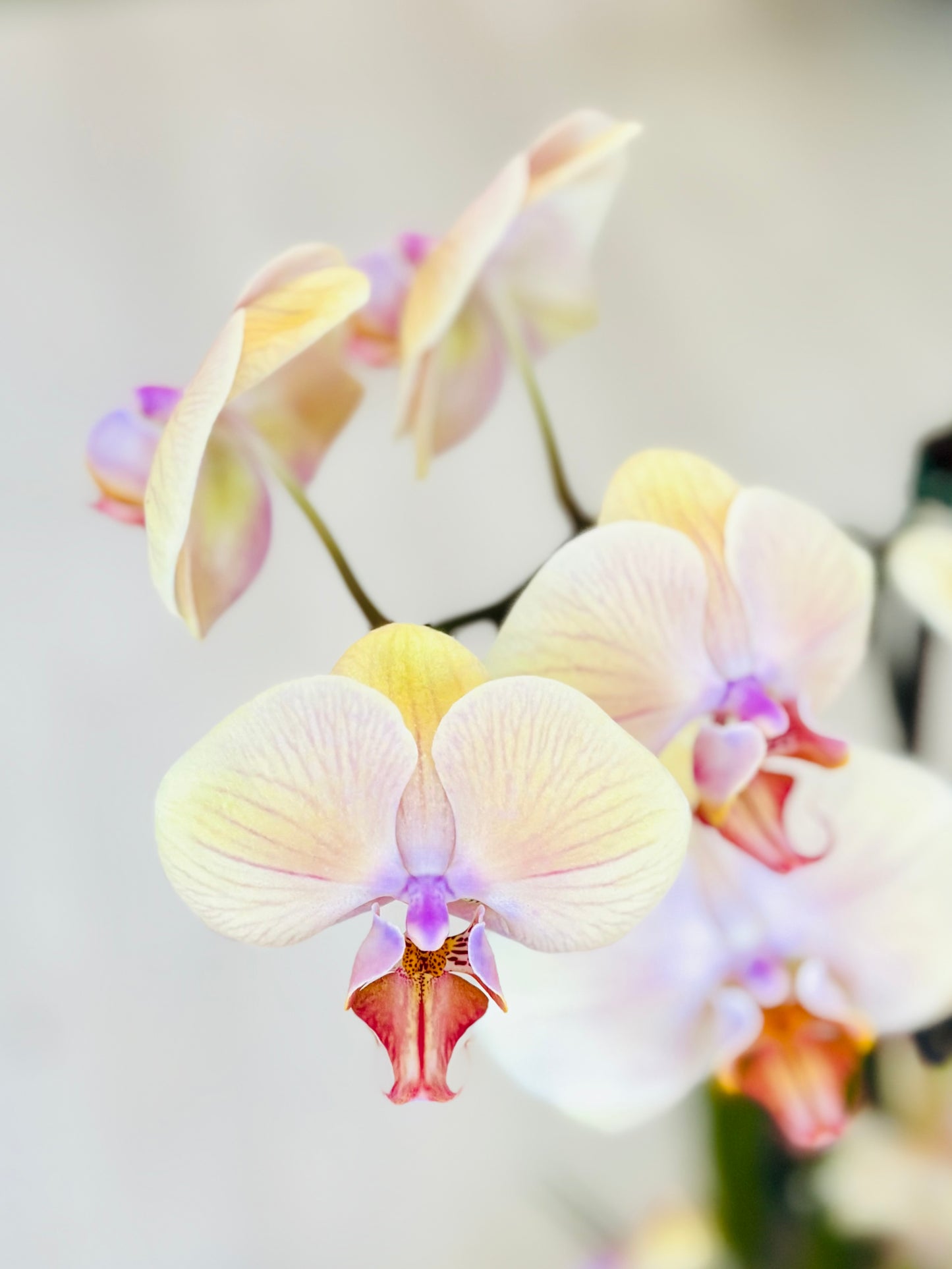 Phalaenopsis Orchid
