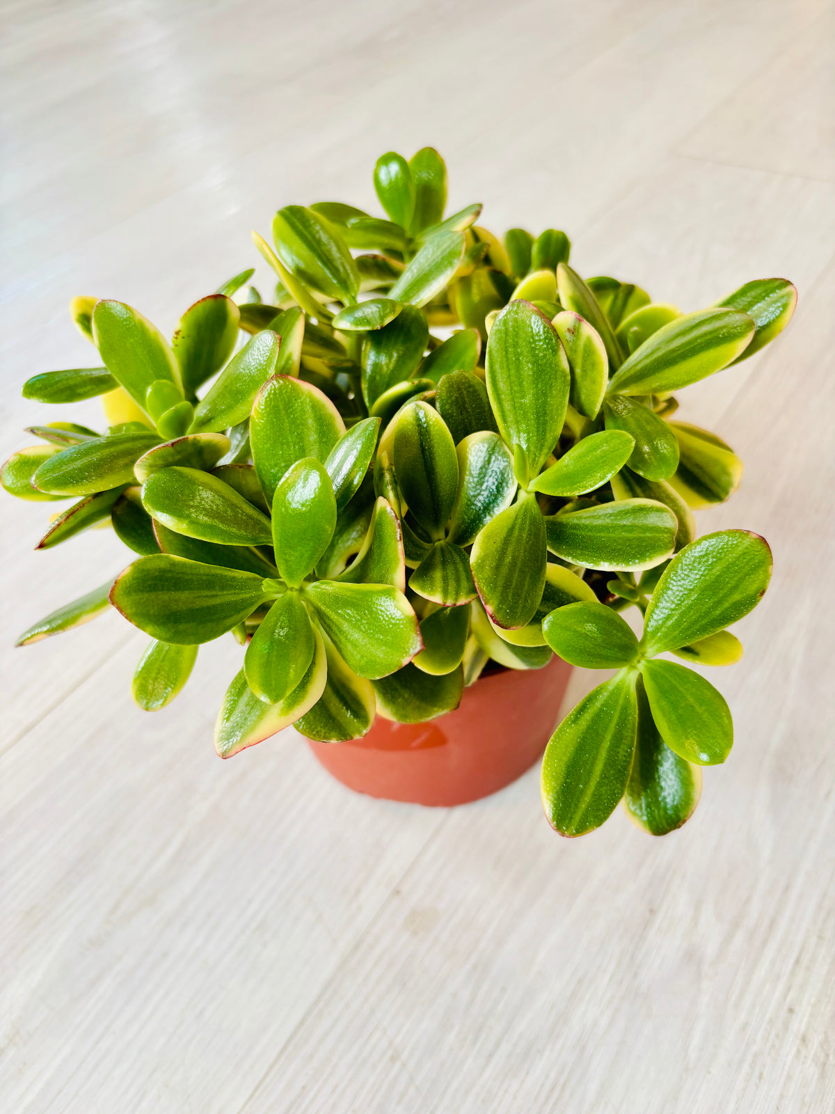 Tricolor Jade