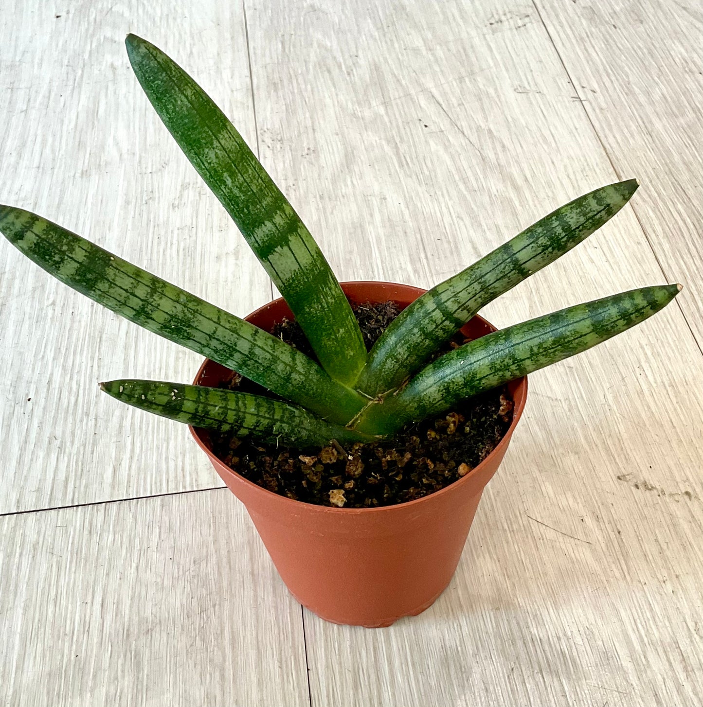 Boncel Starfish Snake Plant