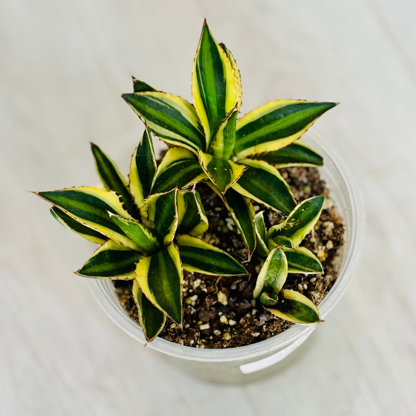 Lophantha Quadricolor Agave