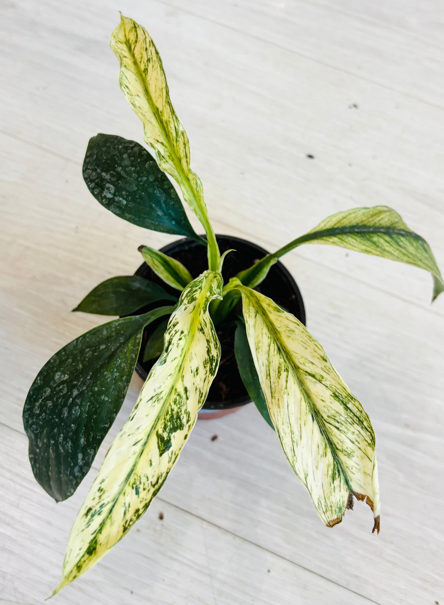Variegated Peace Lily
