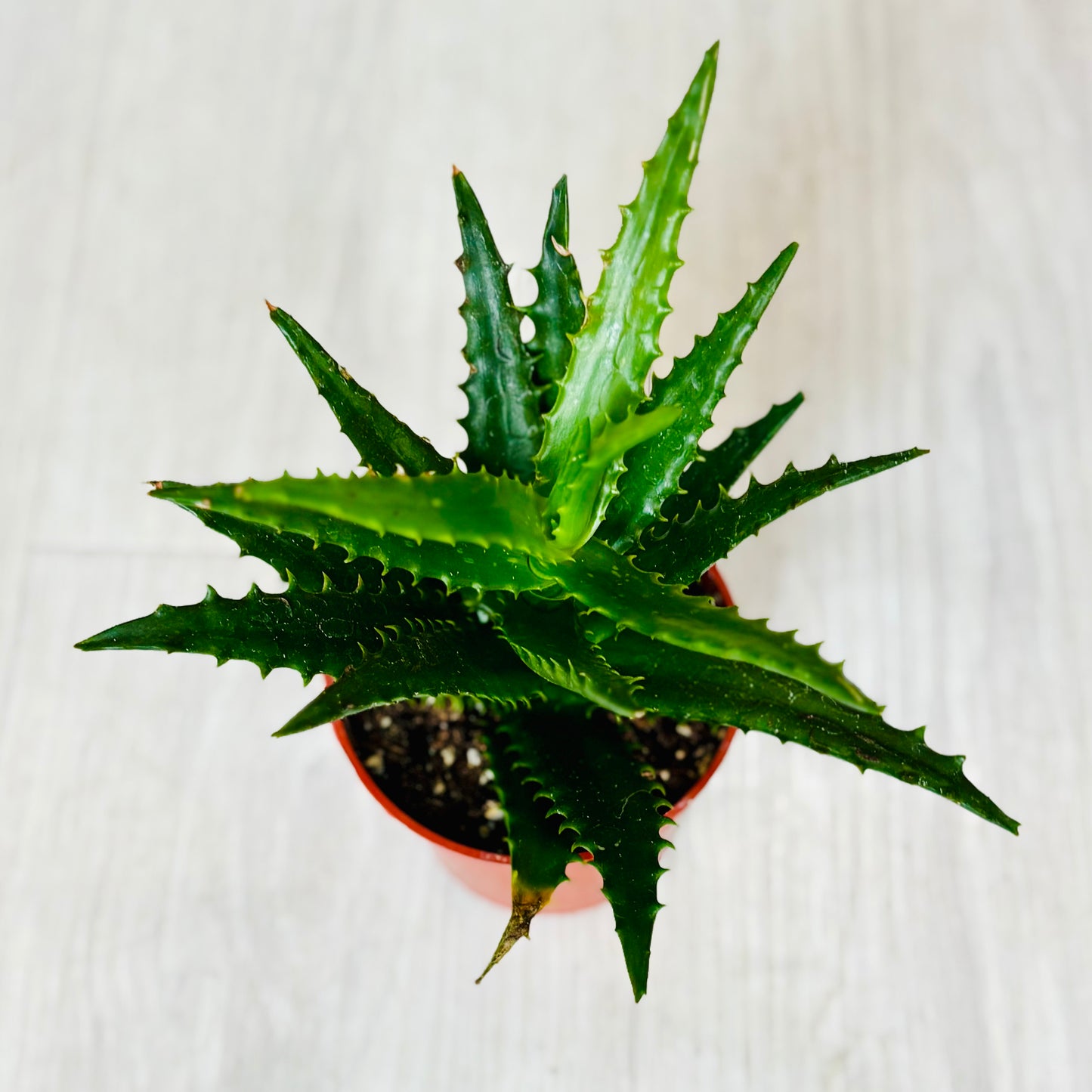 Succulents - Assorted 4"