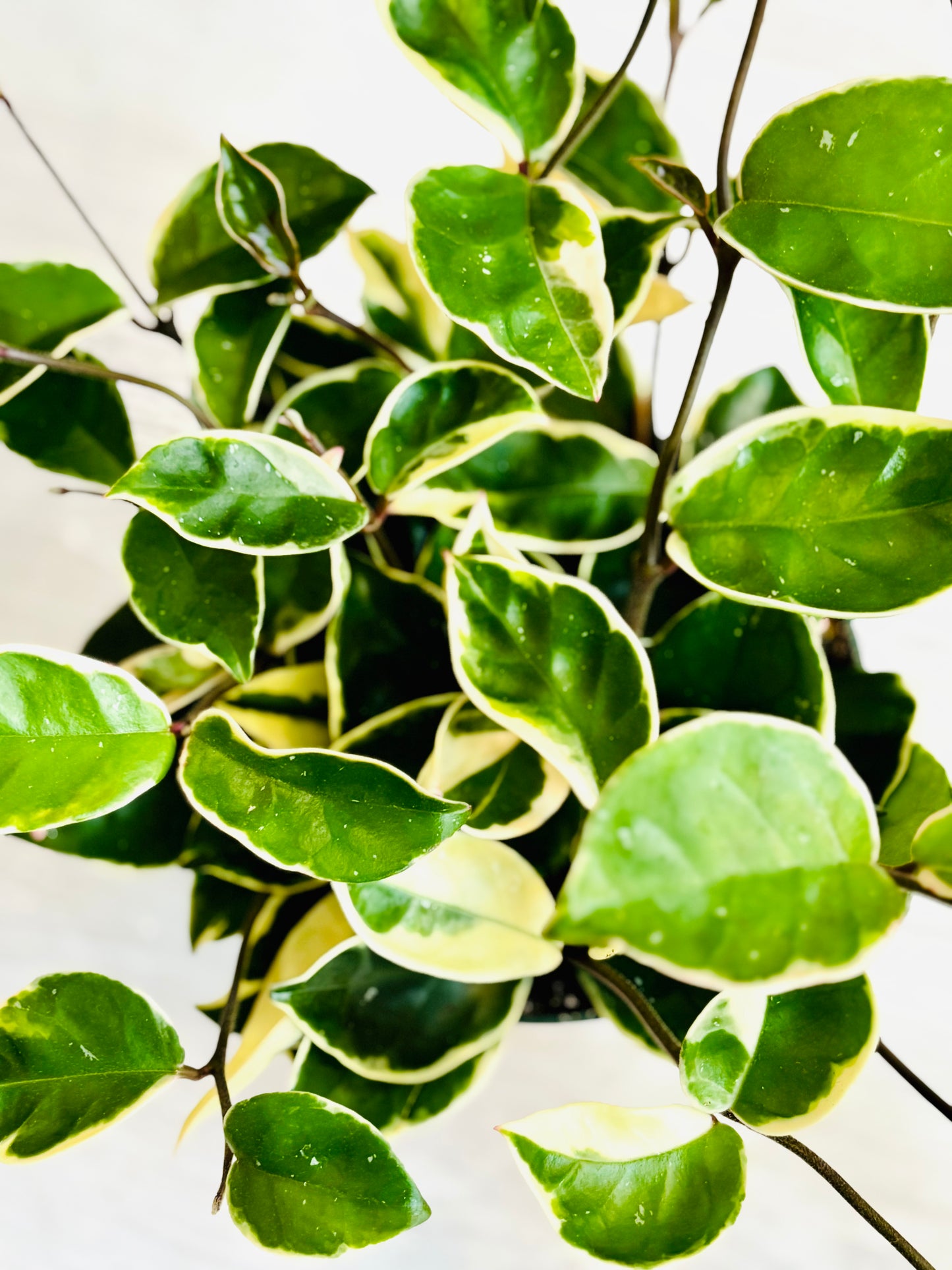 Carnosa Krimson Queen Hoya