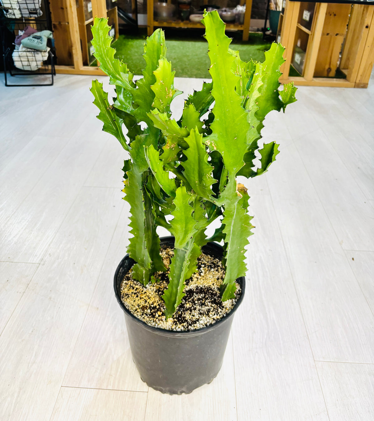 Dragon Bone Cactus