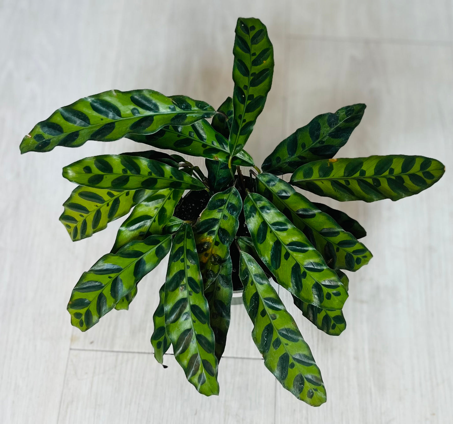 Rattlesnake Calathea