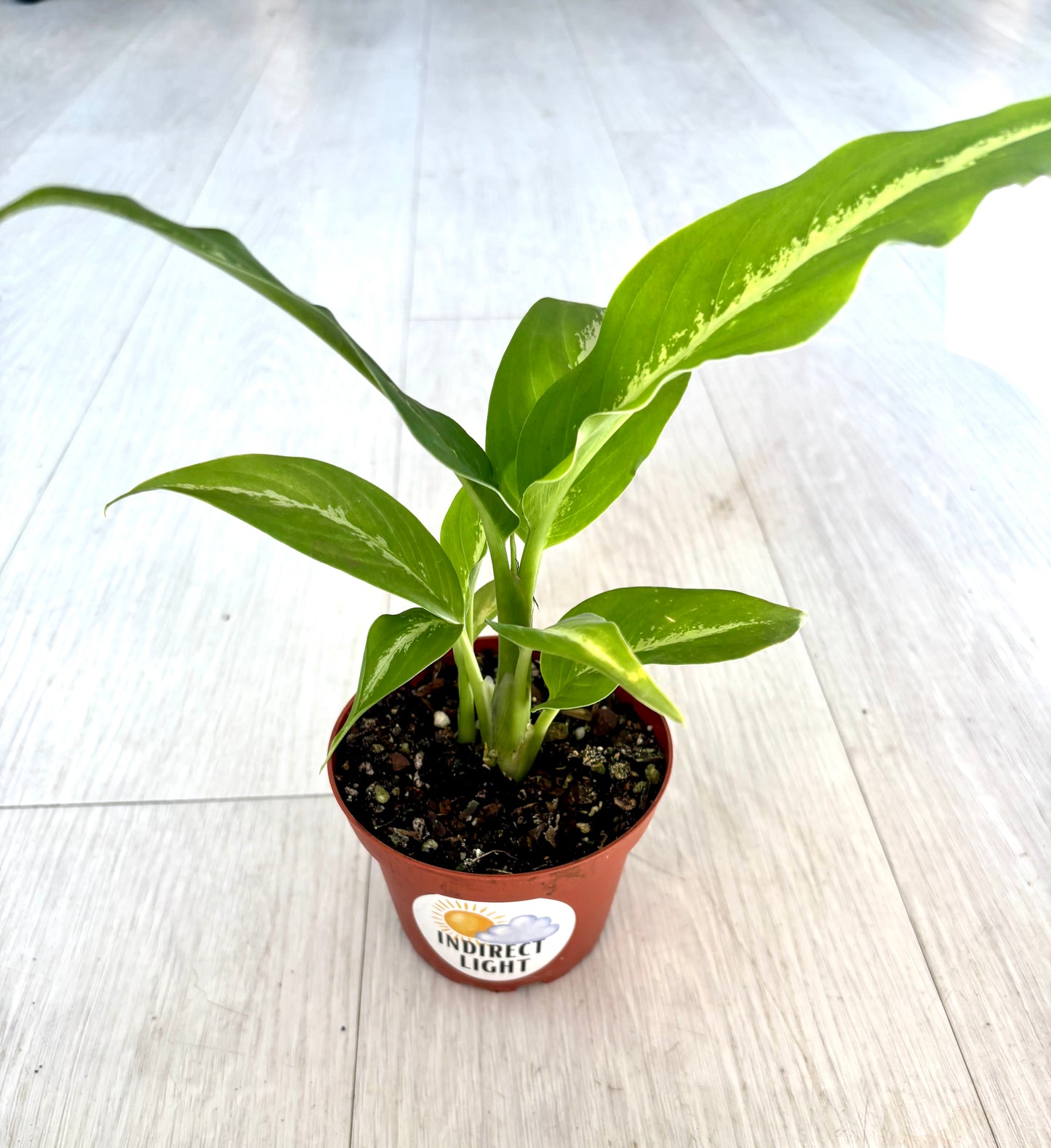 Cougar Dieffenbachia