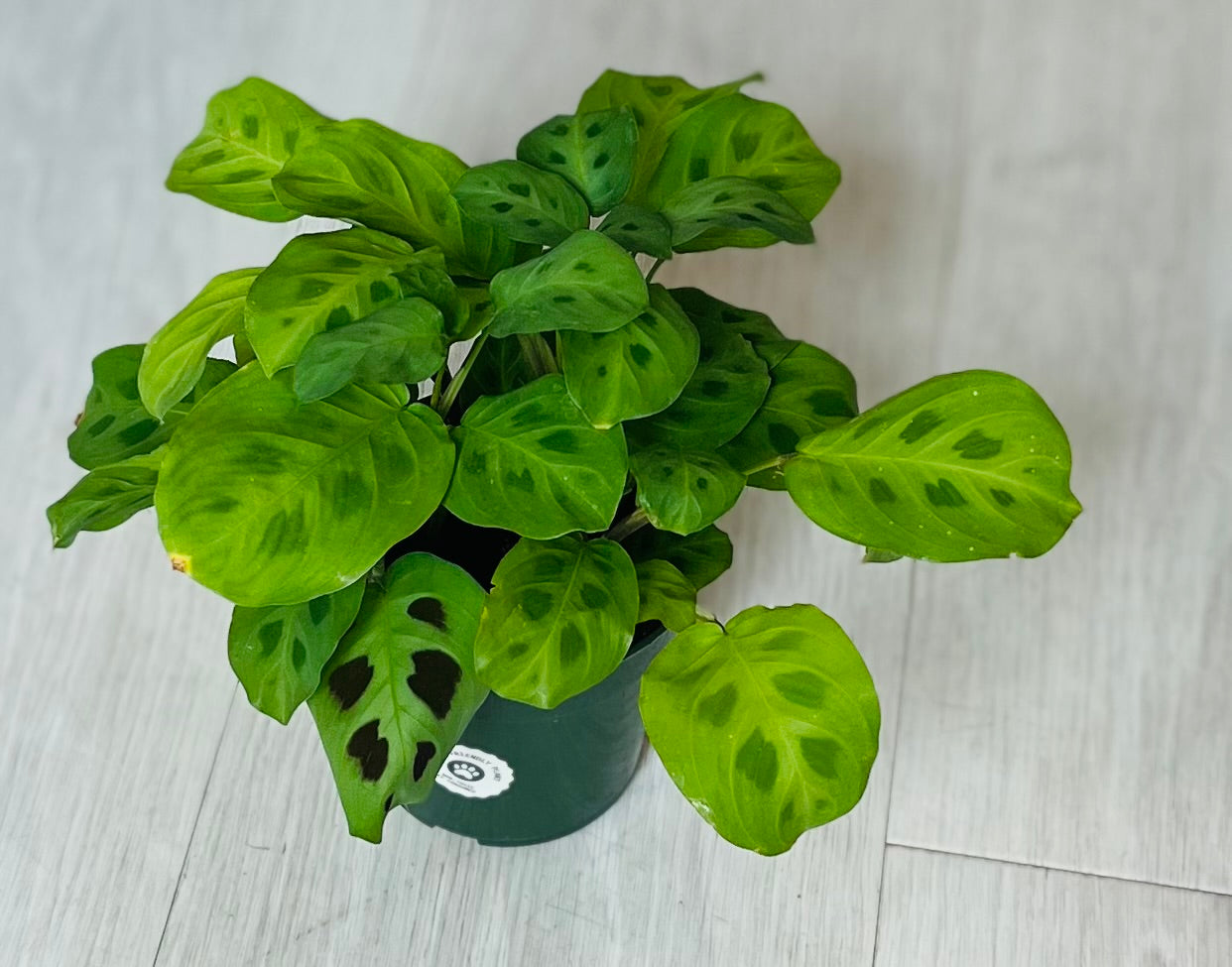 Green Prayer Plant