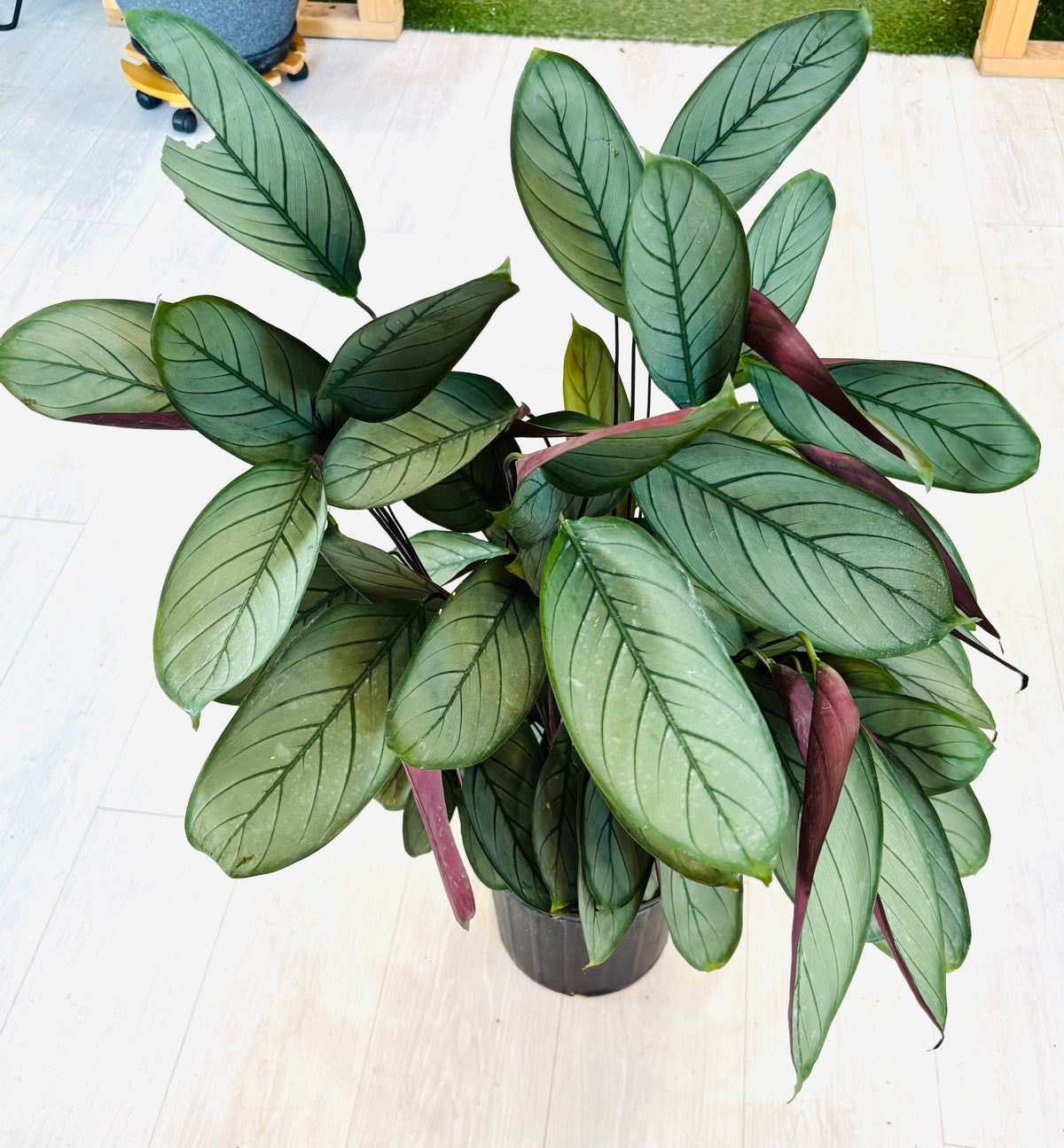 Grey Star Calathea