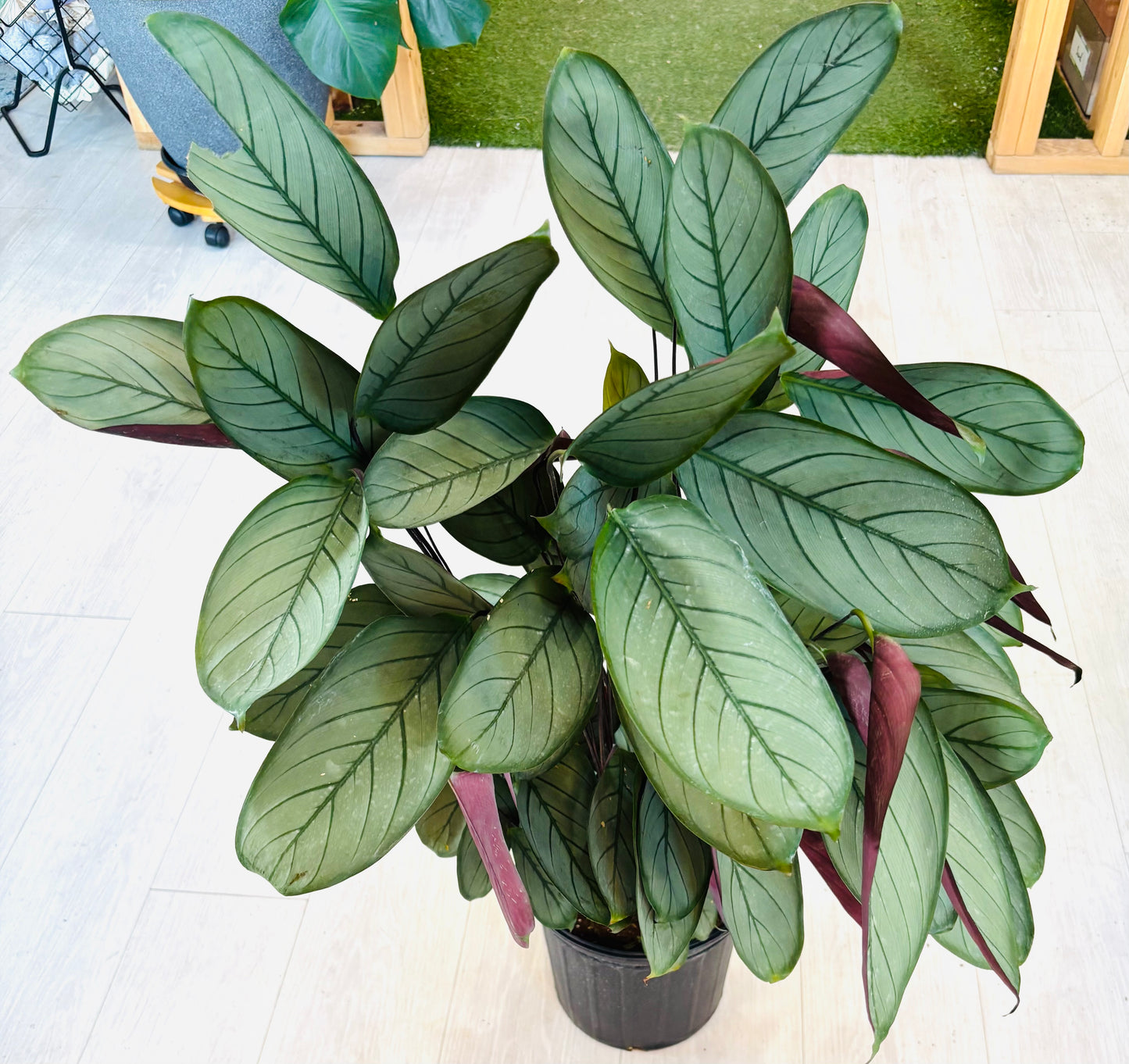 Grey Star Calathea